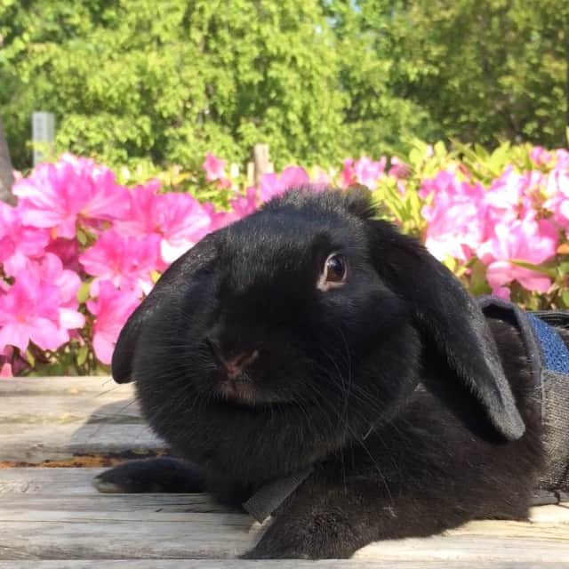 Shota Tsukamotoのインスタグラム：「Early Summer Breeze🐰🌺」