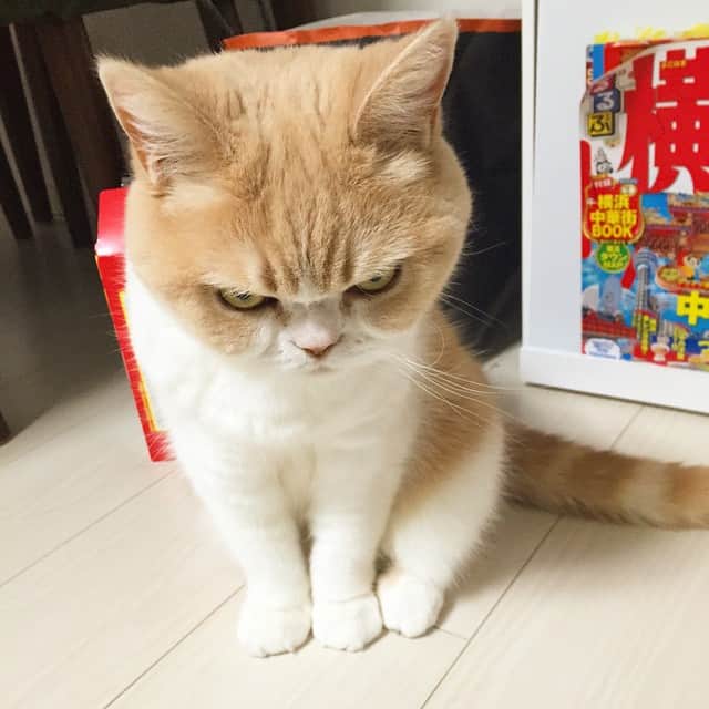 小雪のインスタグラム：「ちょっとナナメに座るのがトレンド #三越ネコ #猫の小雪」