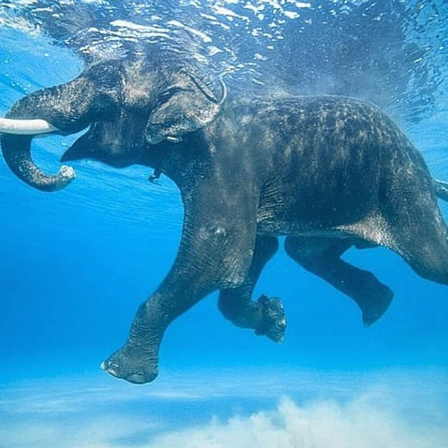 ✈MyTravelGram™さんのインスタグラム写真 - (✈MyTravelGram™Instagram)「Just keep swimming✨」5月16日 10時01分 - mytravelgram