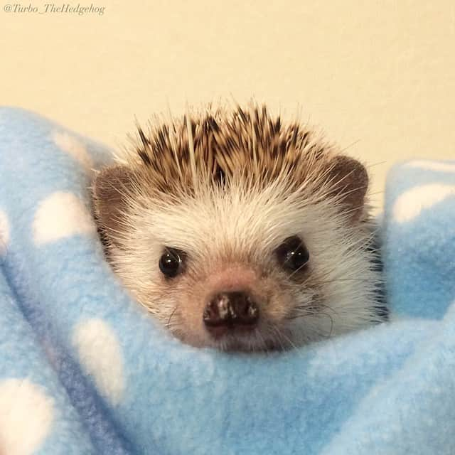 ターボさんのインスタグラム写真 - (ターボInstagram)「May 17 2015 "Good night everyone!!!"」5月17日 2時01分 - turbo_thehedgehog