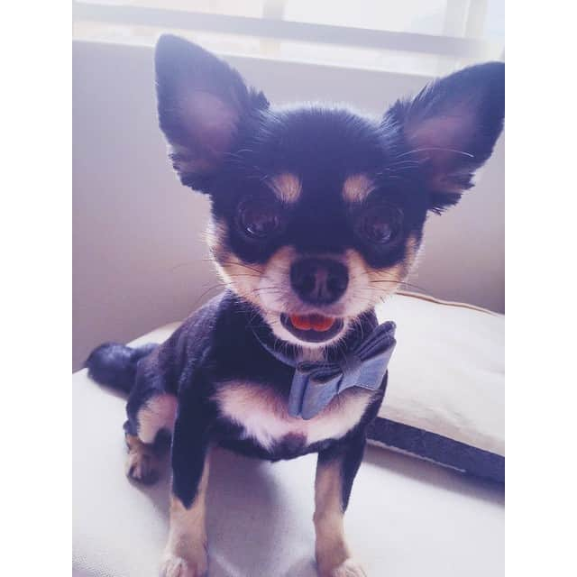 ケルク ハナさんのインスタグラム写真 - (ケルク ハナInstagram)「くぅちゃんキレイさっぱり！🐶✨ #doglove#dog#dogstagram#chihuahualover#Chihuahuastagram#Chihuahua#summercut#love#lovely#トリミング#わんこ#チワワ#サマーカット#ブラックタン#スッキリ#サッパリ#黒豆」6月16日 14時37分 - hanna6587