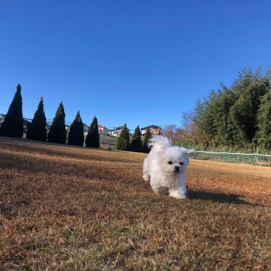 小野真弓さんのインスタグラム写真 - (小野真弓Instagram)「おはようございます☺ クリスマスが終わると、 一気に年末感が加速しますね(*´-`) 今日も良い一日をお過ごしください😊  クリスマスは、わたくし、 地元で代々伝わる、 伝統の正月飾り作り教室の、 お手伝いへ〜行って参りました🙋‍♀️ ちょこっとお手伝いしつつ〜、、 私も作らせて頂いちゃいました🎍🥺✨ 早速玄関に🎌✨ 神聖な気持ちで新しい年を迎えられそうです(*´ー｀*)🐇🌅  ちなみに、、 写真３枚目、 右手に持っているのが、長老の大先生の作品。 左手が、初心者のわたくし。 全然ちがーう！  毎年作っていたら上手になれるかな(*´꒳`*)  木更津に引っ越してきて、 まもなく4年。 地元の皆様が、あたたかくとても優しい🥲 猫活動についても、 長老の皆様の理解とご協力があってこそ、といった面もあり🥺 本当に感謝です🐾✨  #正月飾り #わら #うらじろ #ゆずり葉 #だいだい #しで  #木更津市#千葉暮らし#千葉っていいね #地域の活動#伝統文化」12月26日 7時59分 - hanaharuaroi