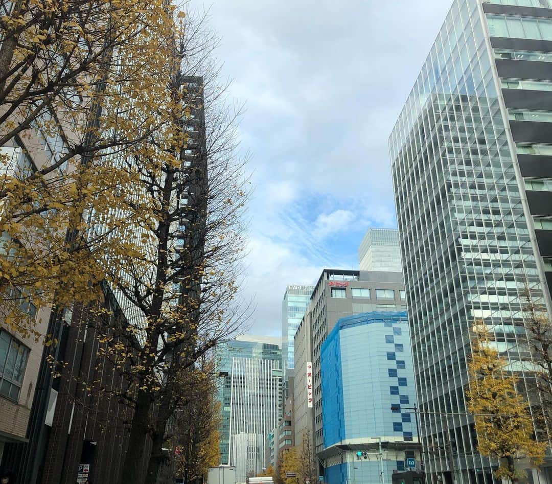 小野真弓さんのインスタグラム写真 - (小野真弓Instagram)「おはようございます☺️  2022年、あと4日🍊 今日はおかーさん、 撮影モードの仕事納め🙋‍♀️ 東京のど真ん中におります🏙🌥 紅葉も終わりかけ。 銀杏の黄色が綺麗です〜🍂☺️  みんなはお家を守るのがお仕事です😆 なかよく、よろちく。 🦝🐏🐯🐯✨ ＋🐈‍⬛🐈  いちにちいちにち、 納めていきましょう🍀 今日も良い一日を( ´ ▽ ` )✨  #チワワ#ハナちゃん #チワマル#ハルくん #雑種猫兄妹#アオくん#ナナちゃん #お友達わんこ#柴犬#ブロくん #犬と猫のいる暮らし#犬猫日記#庭」12月28日 9時07分 - hanaharuaroi