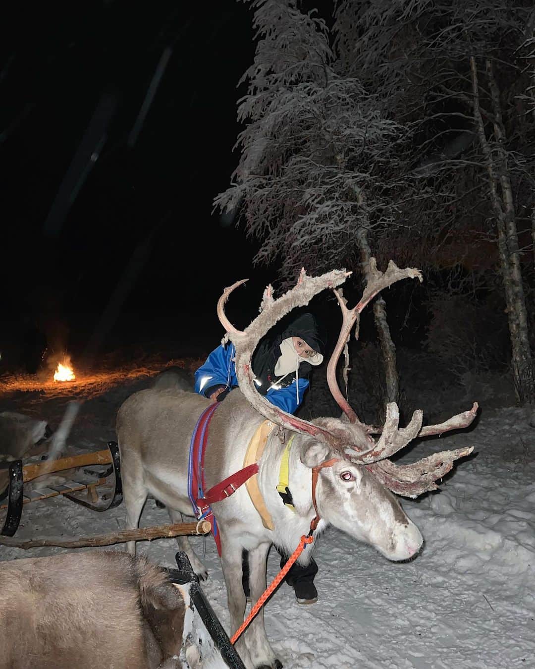 東野佑美さんのインスタグラム写真 - (東野佑美Instagram)「📍Rovaniemi, Finland トナカイにソリを引いてもらって 一緒に凍った湖の上を夜散歩🦌🛷❄️❤️💚  #フィンランド #ロヴァニエミ #トナカイ #ヨーロッパ周遊  #finland #rovaniemi #apukkaresort #traveltheworld #travellife」12月28日 20時41分 - yumi.higashino