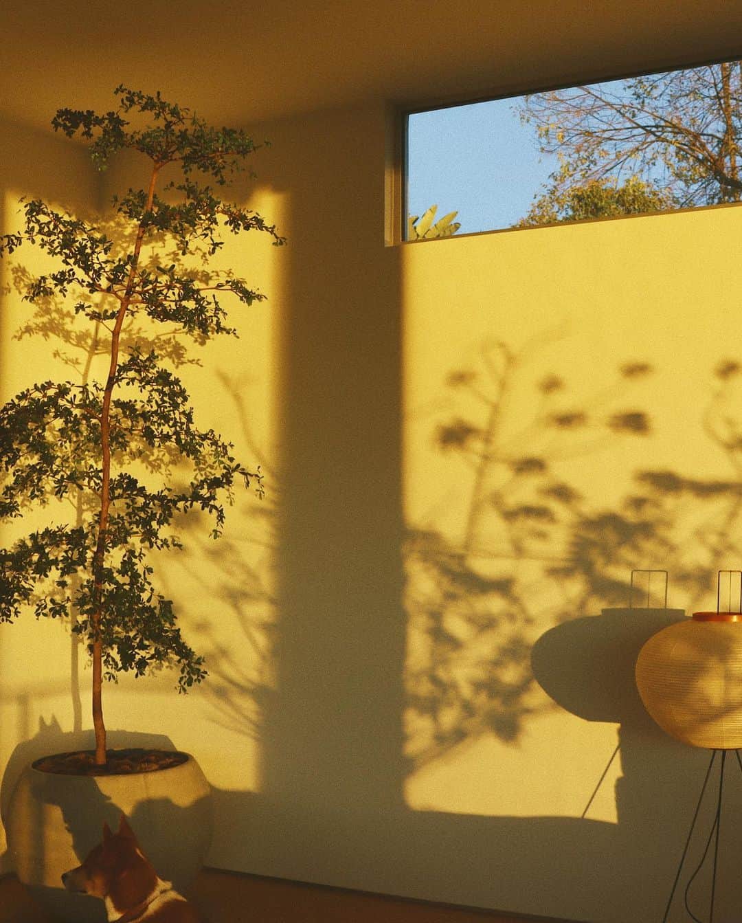 ローラさんのインスタグラム写真 - (ローラInstagram)「My favorite place in my house🕊✨  お家の中のおきにいりの場所♪ ブラックオリーブの木とイサムノグチさんのAKARIの照明だよ! 朝日と共に起きると壁に植物達の影が写って幻想的になるの☺️」12月29日 0時24分 - rolaofficial