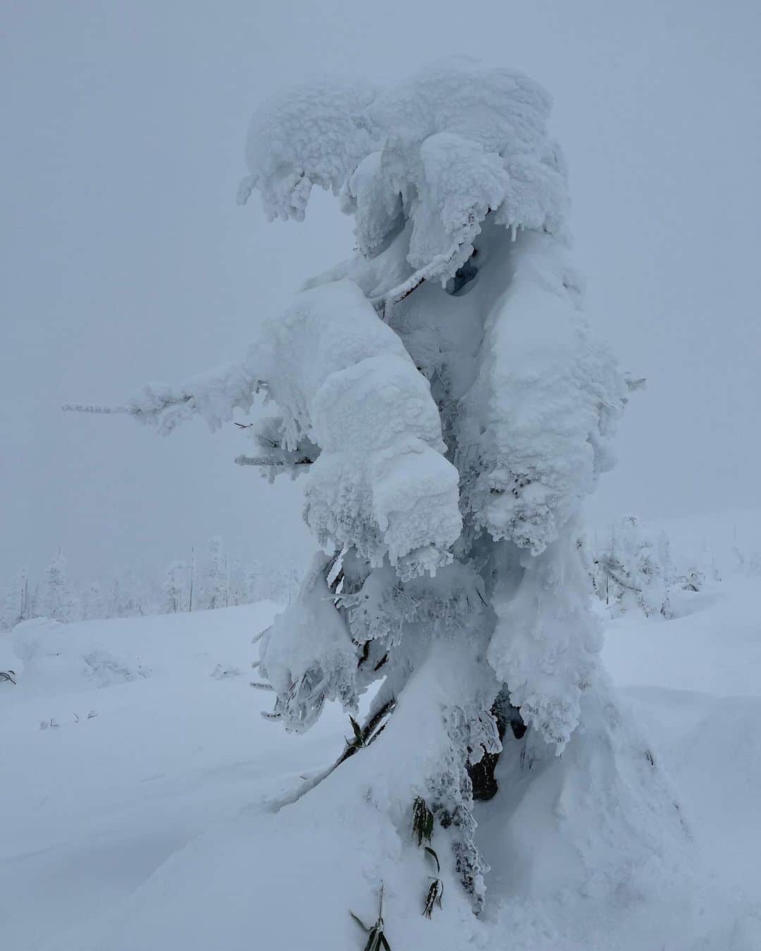水原希子 さんのインスタグラム写真 - (水原希子 Instagram)「Snow monsters☃️樹氷 Froze my eye lashes👀」12月29日 15時00分 - i_am_kiko