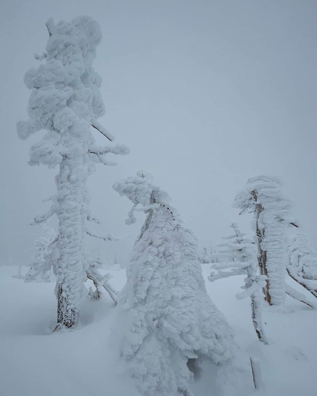 水原希子 さんのインスタグラム写真 - (水原希子 Instagram)「Snow monsters☃️樹氷 Froze my eye lashes👀」12月29日 15時00分 - i_am_kiko