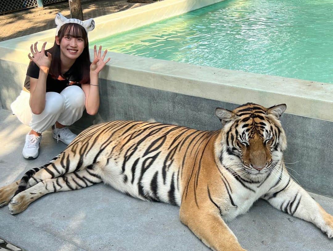 馬場咲希さんのインスタグラム写真 - (馬場咲希Instagram)「トラさんと触れ合ってきました〜🐯💗  #thailand #タイ #🇹🇭 #トラ #tiger #bigcat」12月30日 21時04分 - teba_.425