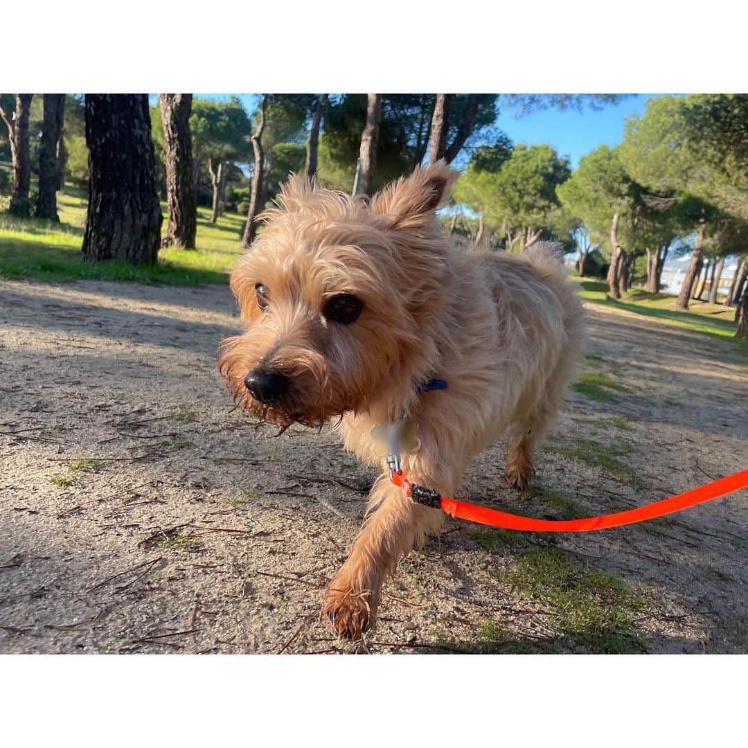 真野恵里菜さんのインスタグラム写真 - (真野恵里菜Instagram)「今朝のお散歩🐶🐶🐾 とってもいい天気な大晦日です！ . . 2022年もお疲れ様でした！ 今年も見守ってくれた皆さん そして新たに出会ってくれた皆さん 本当にありがとうございました😊 離れていてもこうやってSNSで繋がれて たくさんのメッセージをいただけて嬉しかったし 私もみんなからたくさん元気をもらいました🤭 . . 皆さん、良いお年をお迎えください！🫧 #今年もお疲れ様でした  #いつもありがとう #よいお年を」12月31日 19時17分 - erinamano_official