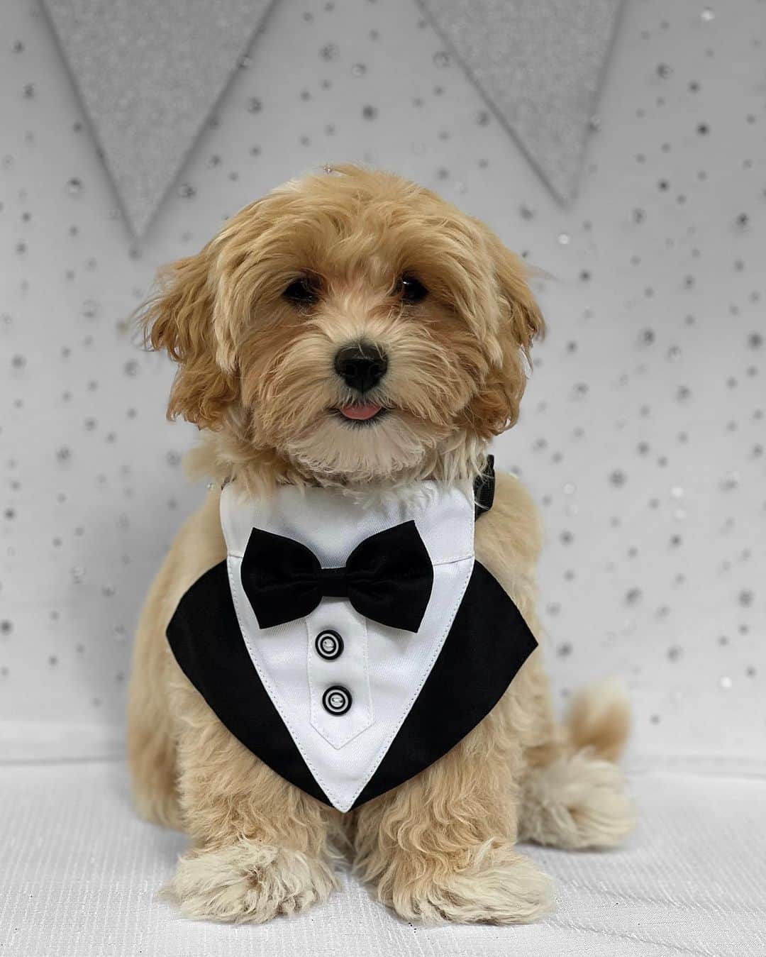 Dana Raeさんのインスタグラム写真 - (Dana RaeInstagram)「Happy New Year 🥂 Much love from me and the pups 🖤 P.S how cute are the angels from @FashionNova for sending Benji this little tux 🥺」12月31日 22時21分 - dana.rae.johnson