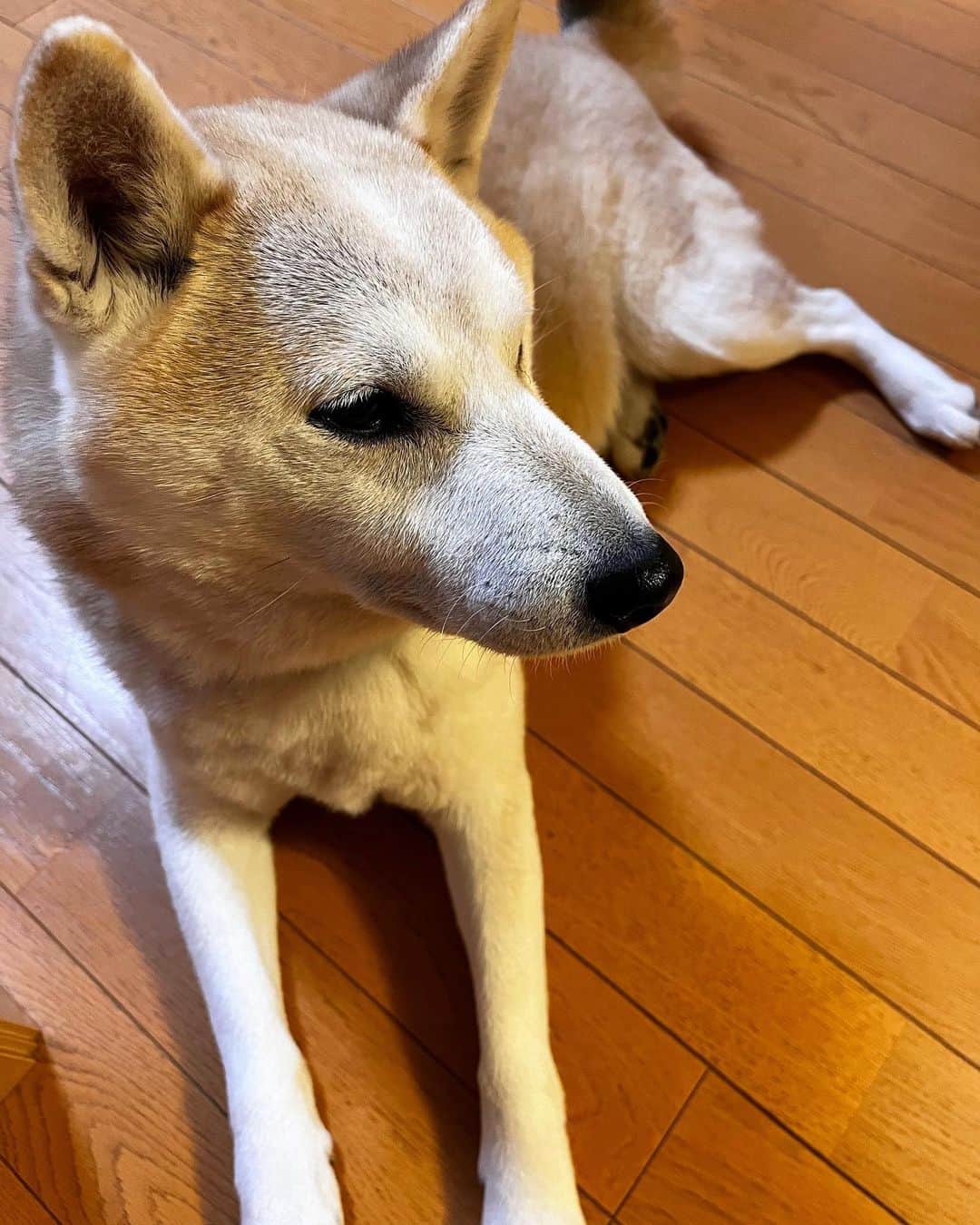 千秋さんのインスタグラム写真 - (千秋Instagram)「うちの犬🐕  #柴犬」1月2日 16時42分 - chiaki77777