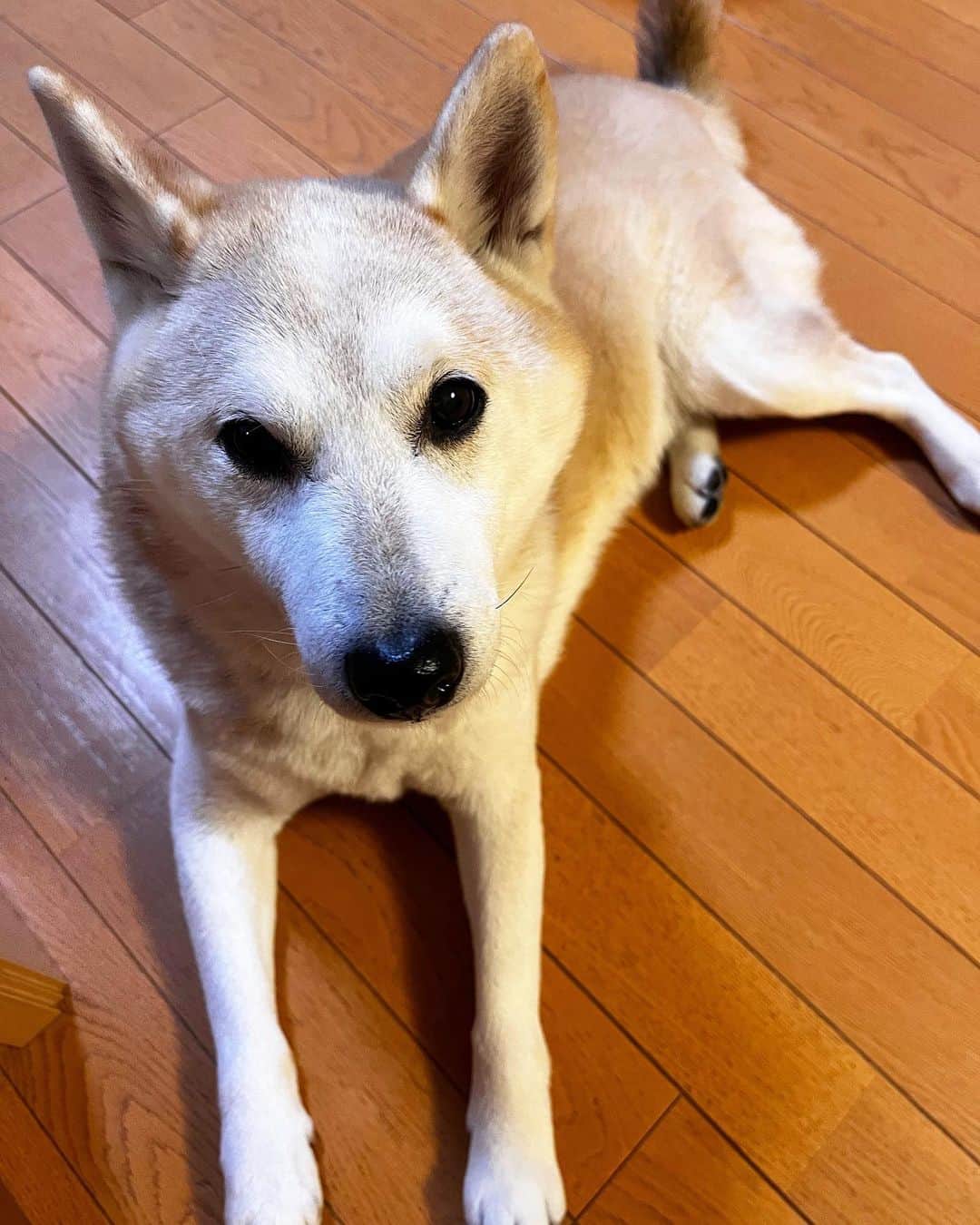 千秋さんのインスタグラム写真 - (千秋Instagram)「うちの犬🐕  #柴犬」1月2日 16時42分 - chiaki77777