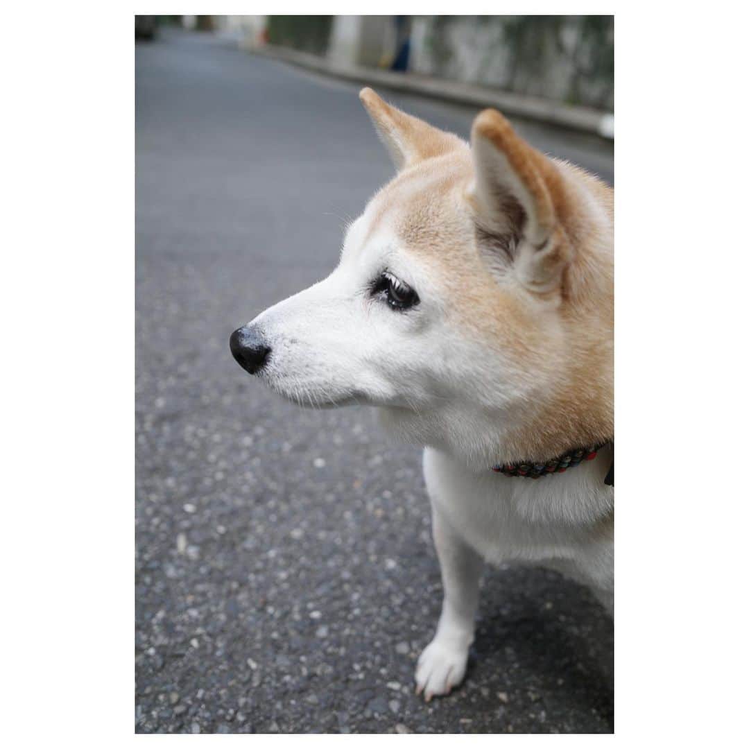高垣麗子さんのインスタグラム写真 - (高垣麗子Instagram)「* ぽてこは、日に日にお母さんのさくらに似てきた  毛の色は薄くなり、目は優しく垂れ、おっとり穏やかに  犬も歳を重ねると親に似てくるのね  * #柴犬 #柴犬のいる暮らし  #ぽてこ #shibainu」1月2日 19時46分 - reikotakagaki
