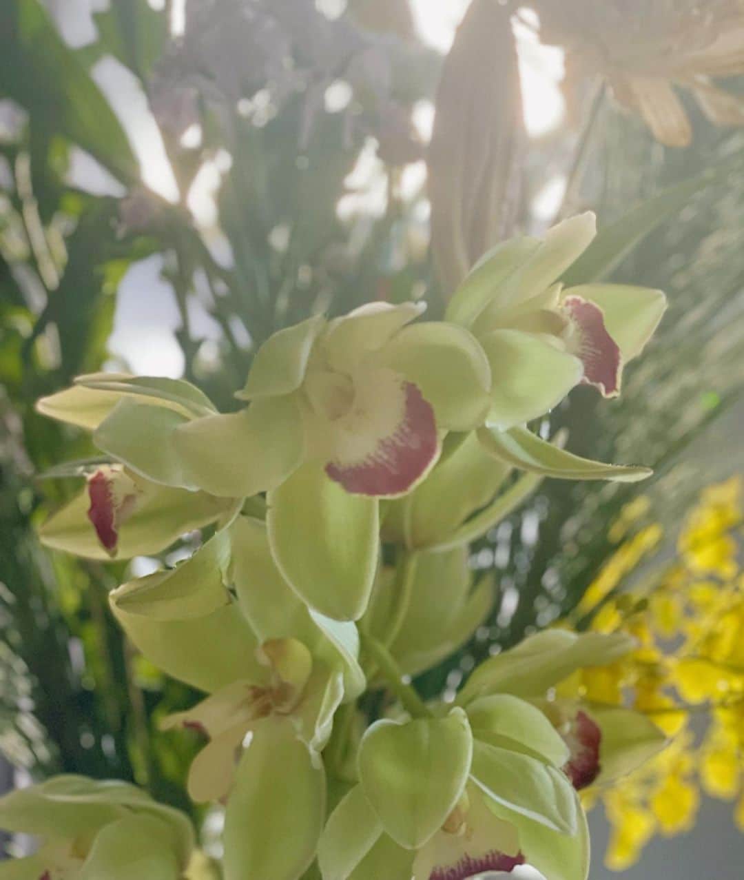 西川瑞希（みずきてぃ）さんのインスタグラム写真 - (西川瑞希（みずきてぃ）Instagram)「おうちのお花、今はお正月仕様です💐お花は見ているだけでも癒されるので、週に一度くらい定期的に買いに行きます//  季節のお花を楽しんだり、気分によって選んだり、好きなお花を揃えてみたり！  その時、その時で手に取るものの雰囲気や色味も違ったりするのも"あぁ、今こんな気分なのかな！"って気づけたりもして楽しい☺︎  #flower #livingroom #お花のある暮らし #癒し #お花 #おやすみ #おうち時間」1月3日 16時11分 - mizuki_nishikawa_