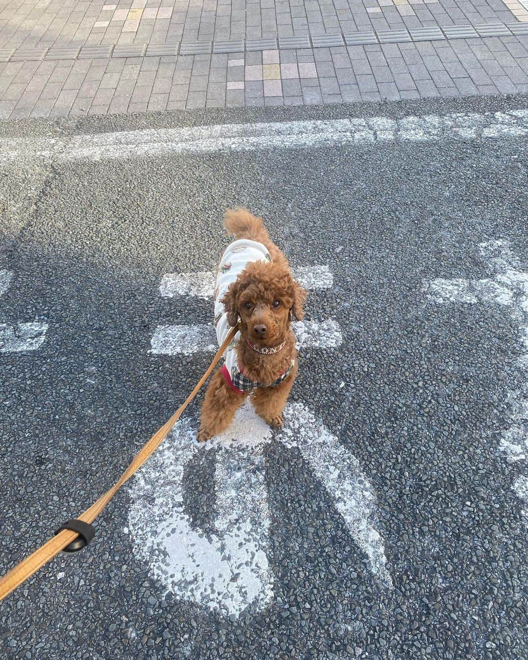 五味隆典さんのインスタグラム写真 - (五味隆典Instagram)「今年は今より悪くなることありませんように🙏  2023年は一月六日金曜日5時からの練習スタートになります。  #プードル#らら#ごんた」1月3日 17時12分 - takanorigomi