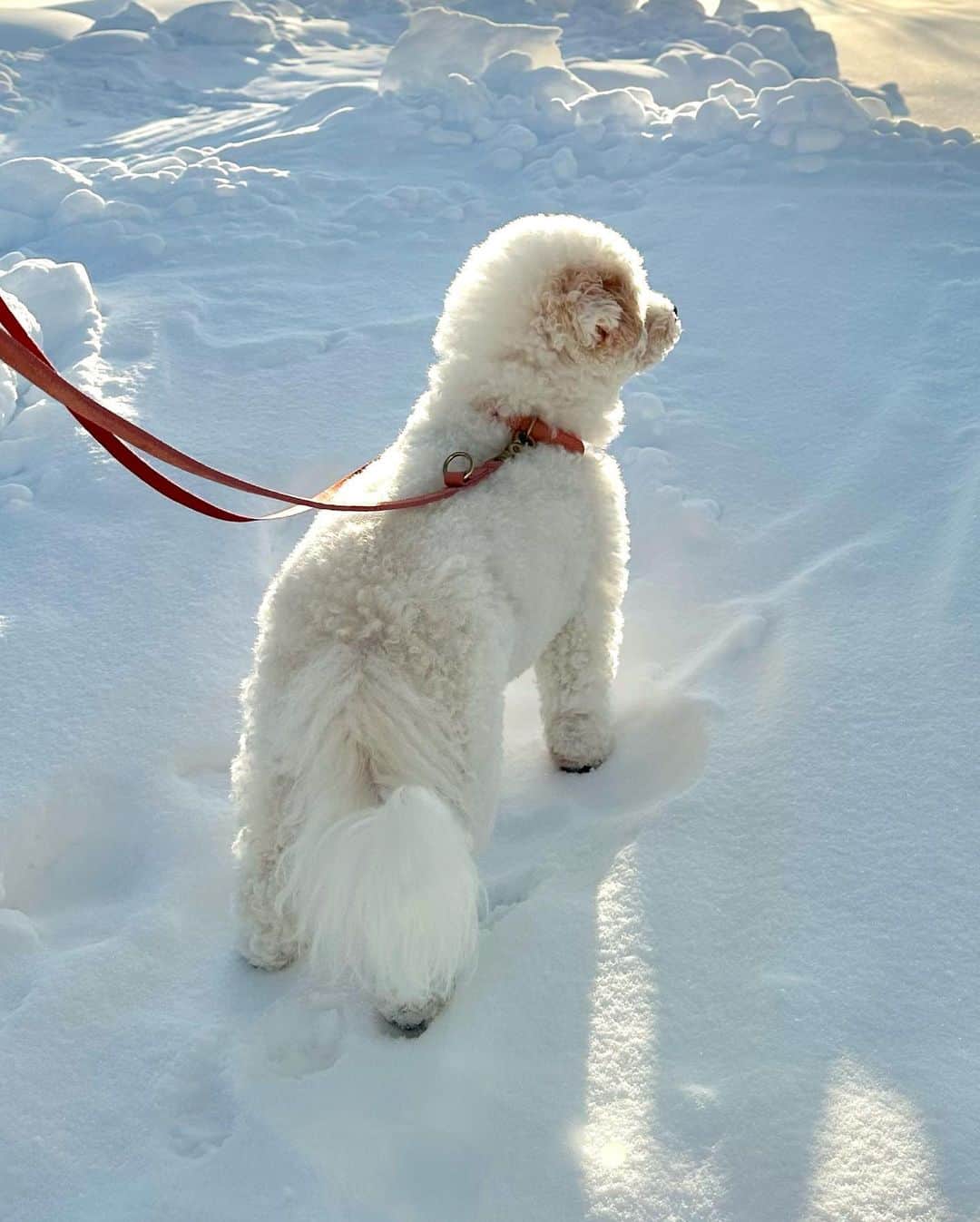 山賀琴子さんのインスタグラム写真 - (山賀琴子Instagram)「雪が大好きなみっちゃん😍 今年も体当たりしてました。笑  "お散歩"というと過剰に反応するから「てくてく行く？」と声をかけてみたら一生懸命に聞いてくれて、どこまでも可愛いみっちゃん🤣❤️」1月3日 19時01分 - kotokoyamaga