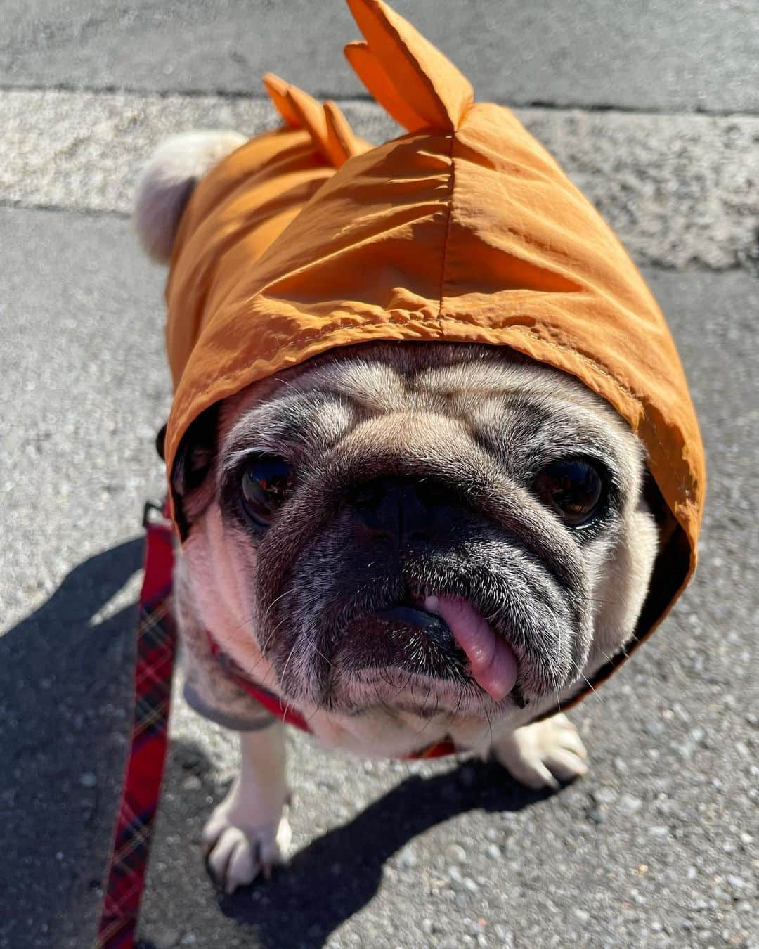 真飛聖さんのインスタグラム写真 - (真飛聖Instagram)「🐶🦖  お気に入りの『恐竜』の ダウンジャケット🦖  なんとも 愛らしいのぉ〜♡  みなさんにも ひと笑いをお裾分け〜  #パグ#pug#女の子 #おもち #DOGDEPT #ダウンジャケット @dogdept_official」1月4日 20時59分 - sei_matobu