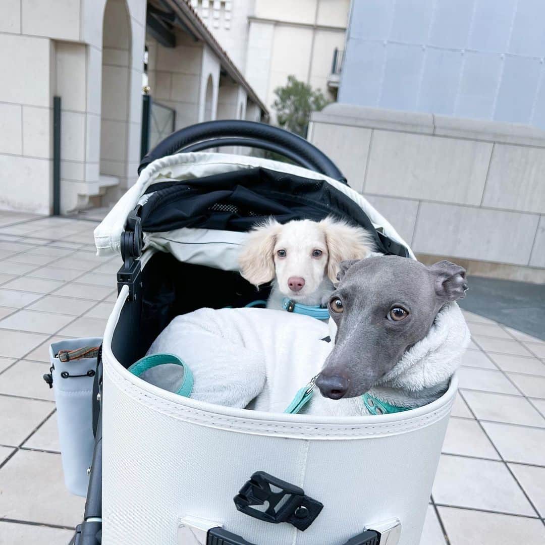 Azusaさんのインスタグラム写真 - (AzusaInstagram)「新年あけましておめでとうございます🎍🐶 ⁡ お正月はわんこと家族とゆーっくり過ごせて幸せでした❤️ Instagramを見てくださっている皆さま今年もよろしくお願い致します✨ ⁡ エルは去年の1/3に保護犬のトライアルとして我が家にやってきました🏠 トライアルを終えて正式にエルと家族になってちょうど1年経って、家族としての絆が生まれて私の心を温めてくれる大きな存在になりました❤️‍🔥 ⁡ うちに来てくれてありがとう😍 そして、エルを保護してくれた保護団体のアグリドッグレスキューの皆様 @aguridogrescue 、うちに来るまでの間育ててくれた @mochiya22 さん 本当にありがとうございます！これからも家族全員で幸せに暮らします✨✨ ⁡ ⁡ #dogstagram#dogportrait#dogoftheday#iggylife#iggysofinstagram#doglover#doglife#perro#italiangreyhound#stylishdog#sighthound#イタグレ#いぬすたぐらむ#いぬのいる暮らし#犬のいる生活#イタリアングレーハウンド#サイトハウンド#ダックスMIX#ダックスフンド#保護犬#保護犬を家族に#rescuedog#rescuedogsofinstagram」1月5日 18時11分 - az.dancy