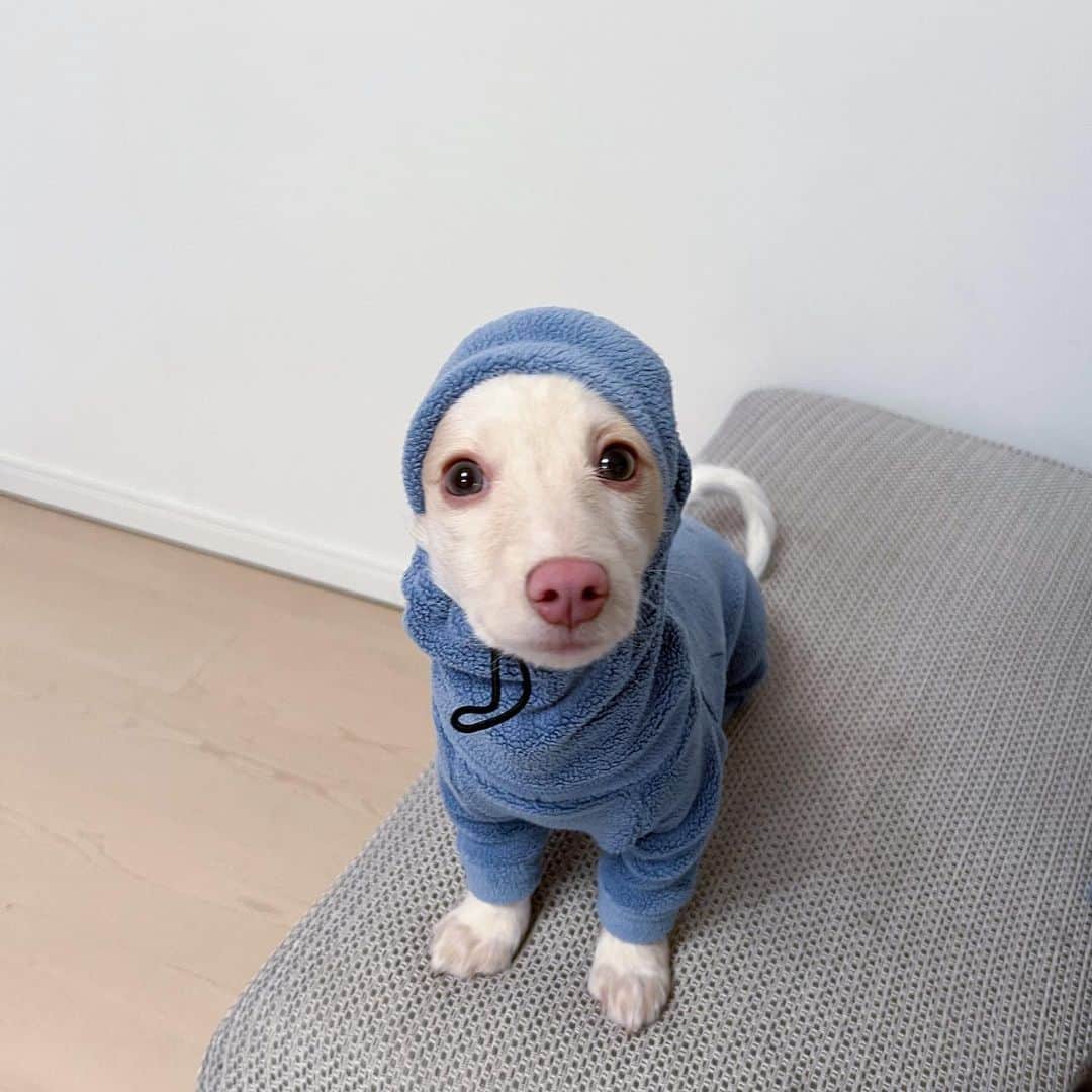 Azusaさんのインスタグラム写真 - (AzusaInstagram)「新年あけましておめでとうございます🎍🐶 ⁡ お正月はわんこと家族とゆーっくり過ごせて幸せでした❤️ Instagramを見てくださっている皆さま今年もよろしくお願い致します✨ ⁡ エルは去年の1/3に保護犬のトライアルとして我が家にやってきました🏠 トライアルを終えて正式にエルと家族になってちょうど1年経って、家族としての絆が生まれて私の心を温めてくれる大きな存在になりました❤️‍🔥 ⁡ うちに来てくれてありがとう😍 そして、エルを保護してくれた保護団体のアグリドッグレスキューの皆様 @aguridogrescue 、うちに来るまでの間育ててくれた @mochiya22 さん 本当にありがとうございます！これからも家族全員で幸せに暮らします✨✨ ⁡ ⁡ #dogstagram#dogportrait#dogoftheday#iggylife#iggysofinstagram#doglover#doglife#perro#italiangreyhound#stylishdog#sighthound#イタグレ#いぬすたぐらむ#いぬのいる暮らし#犬のいる生活#イタリアングレーハウンド#サイトハウンド#ダックスMIX#ダックスフンド#保護犬#保護犬を家族に#rescuedog#rescuedogsofinstagram」1月5日 18時11分 - az.dancy