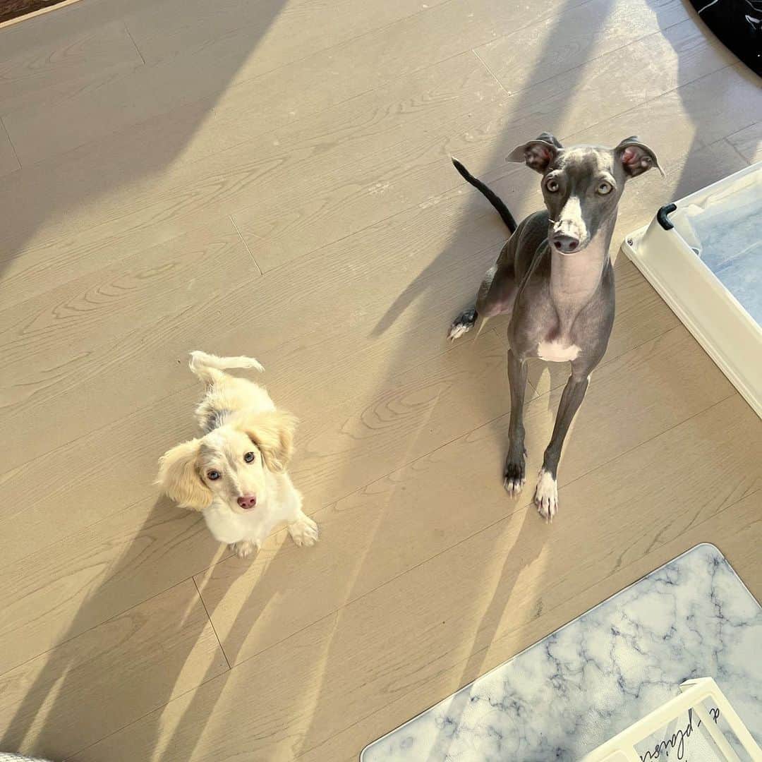 Azusaさんのインスタグラム写真 - (AzusaInstagram)「新年あけましておめでとうございます🎍🐶 ⁡ お正月はわんこと家族とゆーっくり過ごせて幸せでした❤️ Instagramを見てくださっている皆さま今年もよろしくお願い致します✨ ⁡ エルは去年の1/3に保護犬のトライアルとして我が家にやってきました🏠 トライアルを終えて正式にエルと家族になってちょうど1年経って、家族としての絆が生まれて私の心を温めてくれる大きな存在になりました❤️‍🔥 ⁡ うちに来てくれてありがとう😍 そして、エルを保護してくれた保護団体のアグリドッグレスキューの皆様 @aguridogrescue 、うちに来るまでの間育ててくれた @mochiya22 さん 本当にありがとうございます！これからも家族全員で幸せに暮らします✨✨ ⁡ ⁡ #dogstagram#dogportrait#dogoftheday#iggylife#iggysofinstagram#doglover#doglife#perro#italiangreyhound#stylishdog#sighthound#イタグレ#いぬすたぐらむ#いぬのいる暮らし#犬のいる生活#イタリアングレーハウンド#サイトハウンド#ダックスMIX#ダックスフンド#保護犬#保護犬を家族に#rescuedog#rescuedogsofinstagram」1月5日 18時11分 - az.dancy