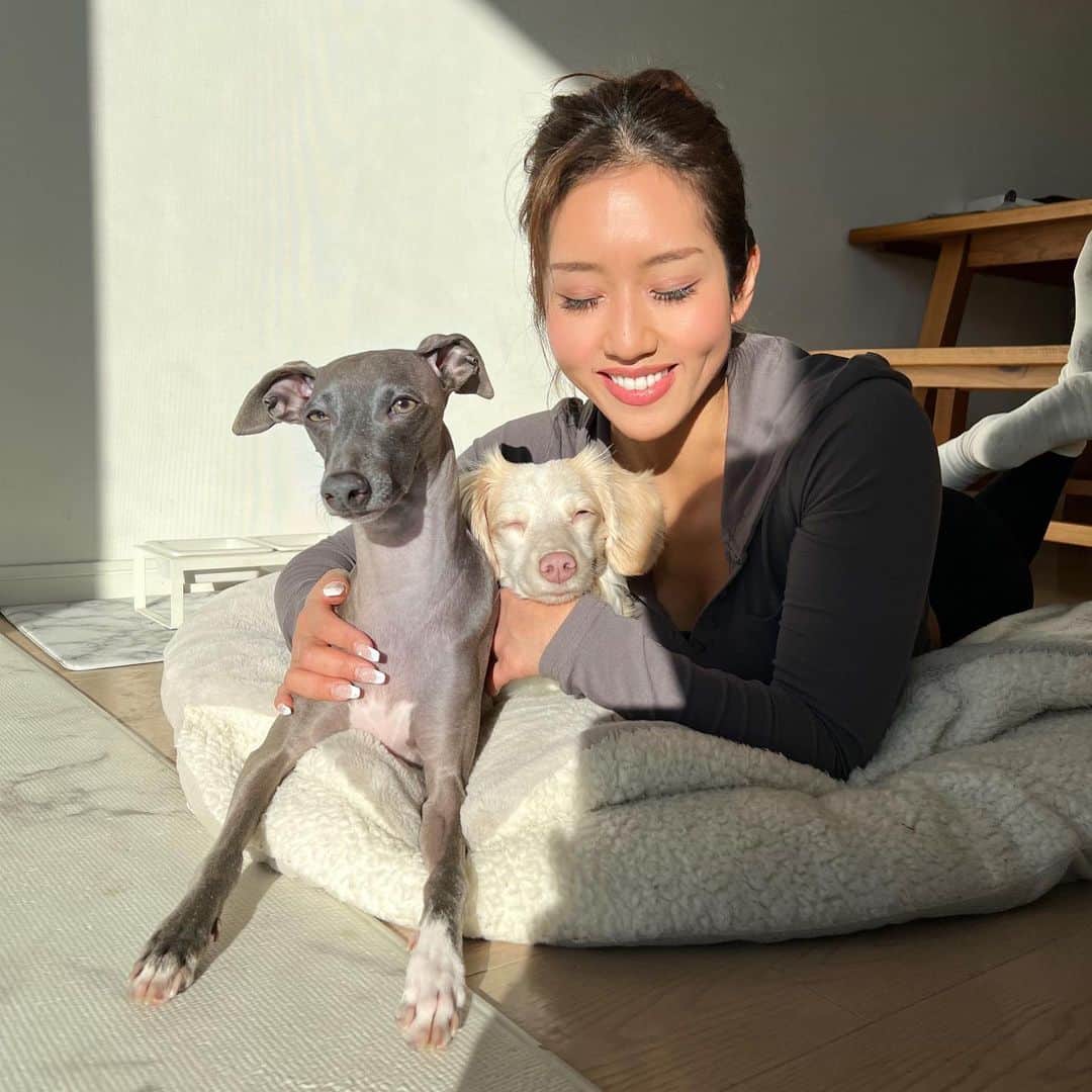 Azusaさんのインスタグラム写真 - (AzusaInstagram)「新年あけましておめでとうございます🎍🐶 ⁡ お正月はわんこと家族とゆーっくり過ごせて幸せでした❤️ Instagramを見てくださっている皆さま今年もよろしくお願い致します✨ ⁡ エルは去年の1/3に保護犬のトライアルとして我が家にやってきました🏠 トライアルを終えて正式にエルと家族になってちょうど1年経って、家族としての絆が生まれて私の心を温めてくれる大きな存在になりました❤️‍🔥 ⁡ うちに来てくれてありがとう😍 そして、エルを保護してくれた保護団体のアグリドッグレスキューの皆様 @aguridogrescue 、うちに来るまでの間育ててくれた @mochiya22 さん 本当にありがとうございます！これからも家族全員で幸せに暮らします✨✨ ⁡ ⁡ #dogstagram#dogportrait#dogoftheday#iggylife#iggysofinstagram#doglover#doglife#perro#italiangreyhound#stylishdog#sighthound#イタグレ#いぬすたぐらむ#いぬのいる暮らし#犬のいる生活#イタリアングレーハウンド#サイトハウンド#ダックスMIX#ダックスフンド#保護犬#保護犬を家族に#rescuedog#rescuedogsofinstagram」1月5日 18時11分 - az.dancy