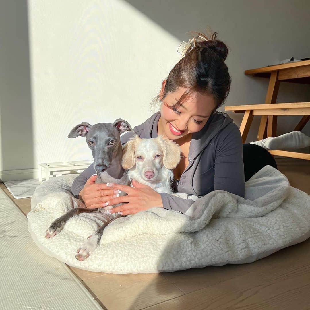 Azusaさんのインスタグラム写真 - (AzusaInstagram)「新年あけましておめでとうございます🎍🐶 ⁡ お正月はわんこと家族とゆーっくり過ごせて幸せでした❤️ Instagramを見てくださっている皆さま今年もよろしくお願い致します✨ ⁡ エルは去年の1/3に保護犬のトライアルとして我が家にやってきました🏠 トライアルを終えて正式にエルと家族になってちょうど1年経って、家族としての絆が生まれて私の心を温めてくれる大きな存在になりました❤️‍🔥 ⁡ うちに来てくれてありがとう😍 そして、エルを保護してくれた保護団体のアグリドッグレスキューの皆様 @aguridogrescue 、うちに来るまでの間育ててくれた @mochiya22 さん 本当にありがとうございます！これからも家族全員で幸せに暮らします✨✨ ⁡ ⁡ #dogstagram#dogportrait#dogoftheday#iggylife#iggysofinstagram#doglover#doglife#perro#italiangreyhound#stylishdog#sighthound#イタグレ#いぬすたぐらむ#いぬのいる暮らし#犬のいる生活#イタリアングレーハウンド#サイトハウンド#ダックスMIX#ダックスフンド#保護犬#保護犬を家族に#rescuedog#rescuedogsofinstagram」1月5日 18時11分 - az.dancy
