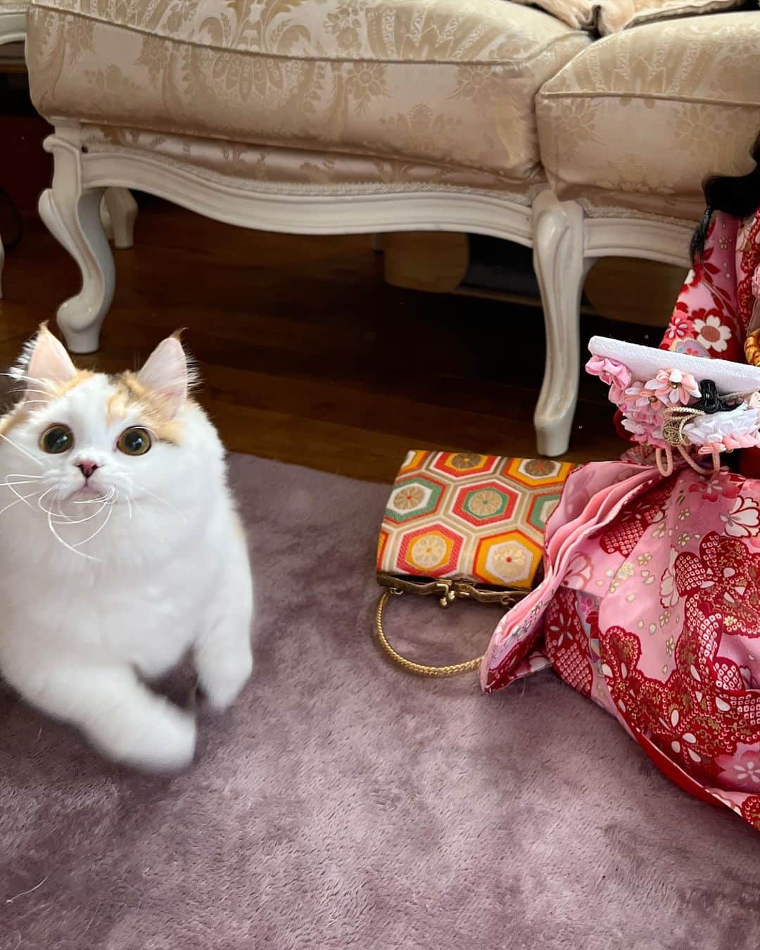 マンチカンのココ王子さんのインスタグラム写真 - (マンチカンのココ王子Instagram)「2023お正月✨ Japanese New Year's Day.  #ミヌエット#マンチカン#猫のいる暮らし#猫と着物#catsta#猫と子ども」1月6日 1時11分 - cocolog_cat