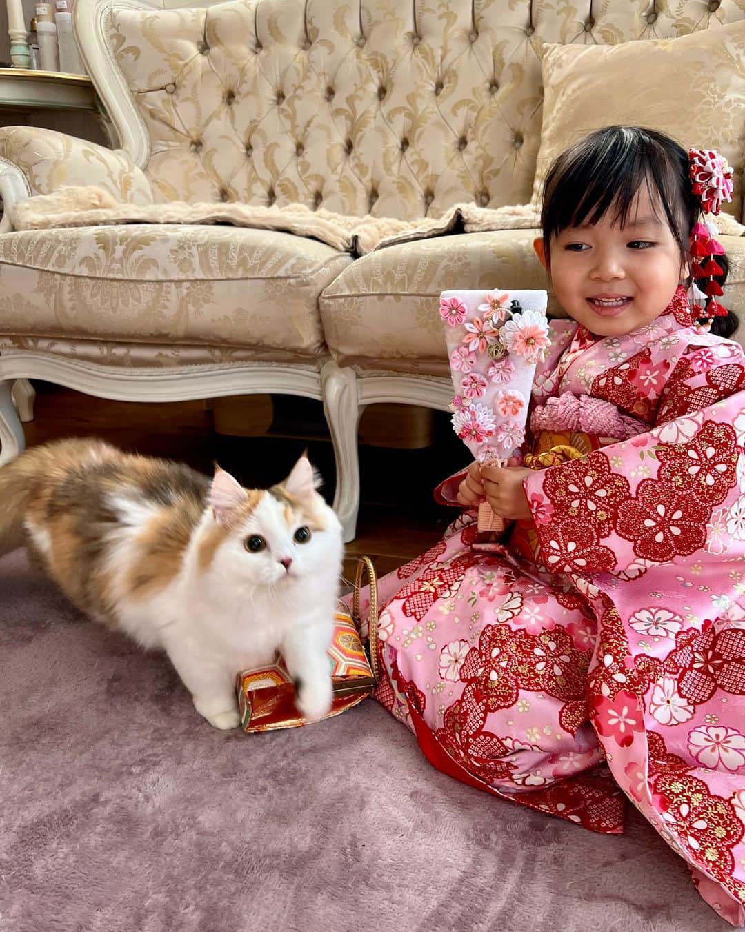 マンチカンのココ王子さんのインスタグラム写真 - (マンチカンのココ王子Instagram)「2023お正月✨ Japanese New Year's Day.  #ミヌエット#マンチカン#猫のいる暮らし#猫と着物#catsta#猫と子ども」1月6日 1時11分 - cocolog_cat