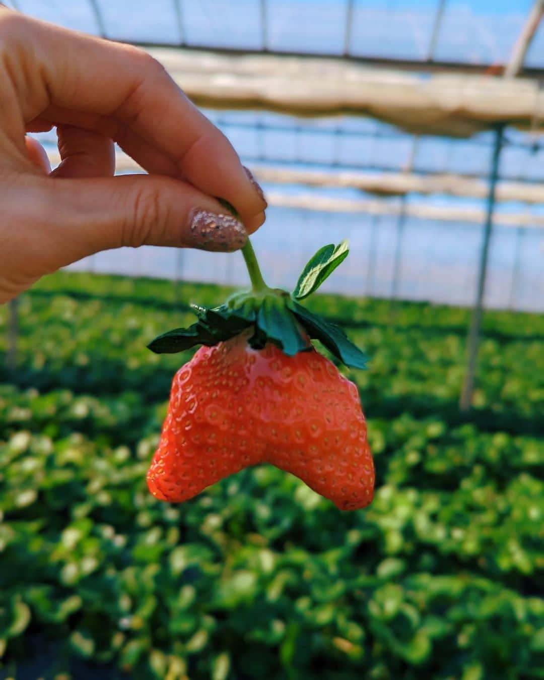 若槻千夏さんのインスタグラム写真 - (若槻千夏Instagram)「埼玉帰って イチゴ狩りして来ました🍓🍓🍓🍓🍓  え、ママそれヒートテックじゃない？👧🏼  って言われたんだけど  やっぱり わかります??www」1月6日 21時25分 - wakatsukichinatsu