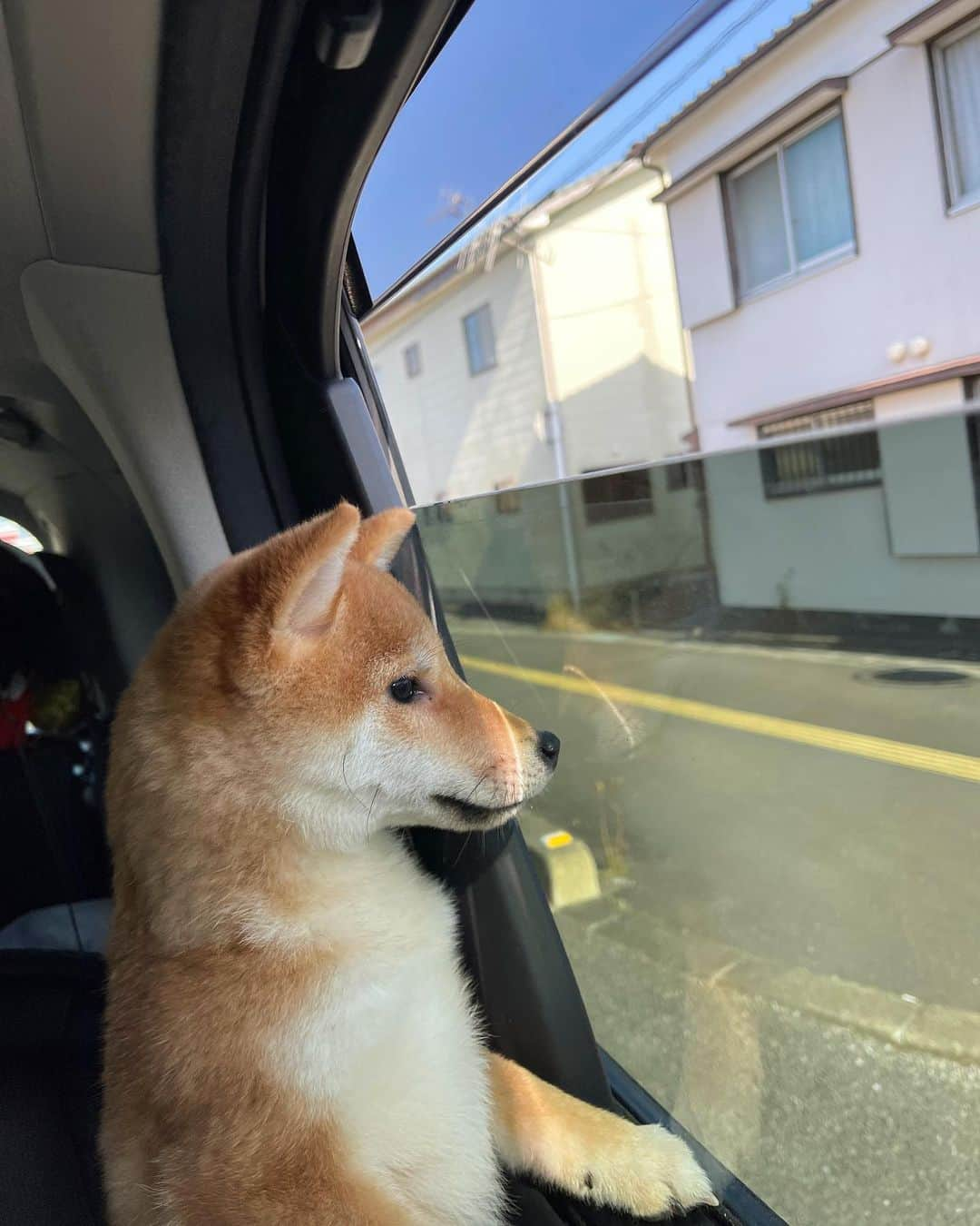 セキユウティンさんのインスタグラム写真 - (セキユウティンInstagram)「在青岛神社祈福，要贡上精心挑选的贝壳、和小狗一只。」1月7日 18時00分 - shi_yuting35