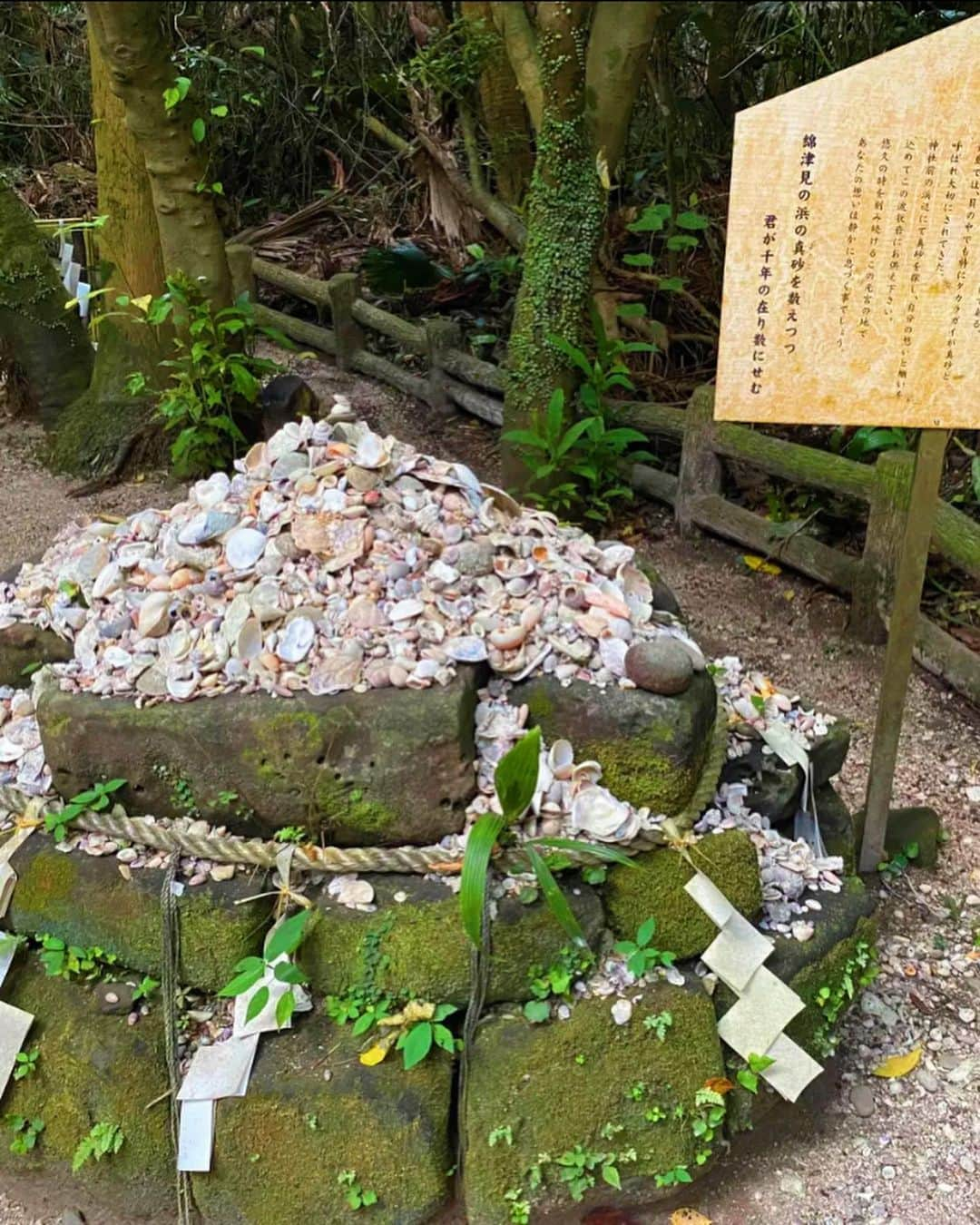 セキユウティンさんのインスタグラム写真 - (セキユウティンInstagram)「在青岛神社祈福，要贡上精心挑选的贝壳、和小狗一只。」1月7日 18時00分 - shi_yuting35