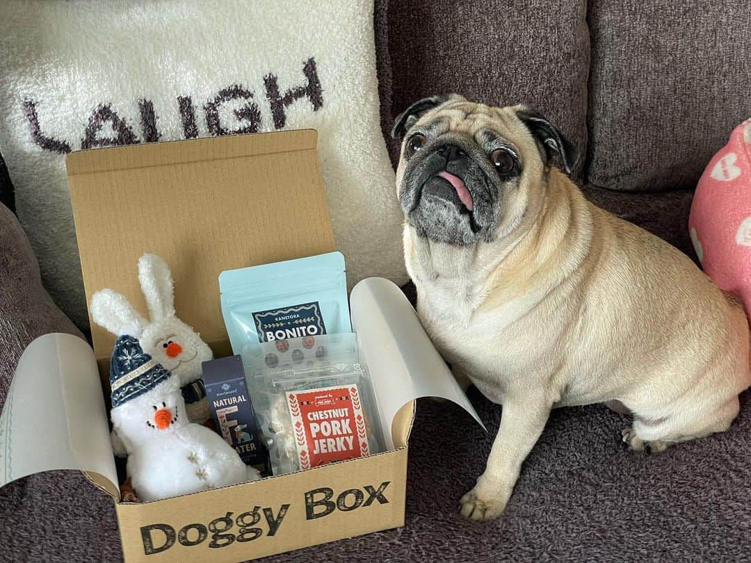 真飛聖さんのインスタグラム写真 - (真飛聖Instagram)「🎁  ずーっと頼みたかった『Doggy Box』 毎月、可愛いおもちゃと無添加のおやつ等々が  おもちの元に届くんですって🐶🎁 やっと、やっと頼めたぞーーーーー！！！  ちゃんとアレルギーのものも伝えているので安心だし、 楽しみだなぁ♡  結局・・・ おもちが喜ぶ姿が 1番嬉しいのだ♡  @doggybox_jp  #DoggyBox #ドギーボックス #パグ#pug#女の子 #おもち」1月7日 21時13分 - sei_matobu