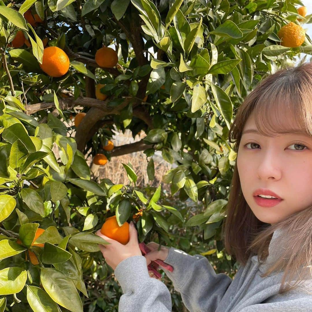 あおいれなさんのインスタグラム写真 - (あおいれなInstagram)「お正月は実家に帰ってました😋🎍🍊 おばあちゃん家でみかん狩りしてたの〜🍊🤍 さて今年もあおいれなをよろしくお願いします₍ᐢ.ˬ.ᐢ₎ #新年 #2023年 #あけおめ #ことよろ #お正月 #帰省 #2枚目の私 #間抜けな顔すぎ　笑笑笑」1月8日 20時28分 - aoi_rena_