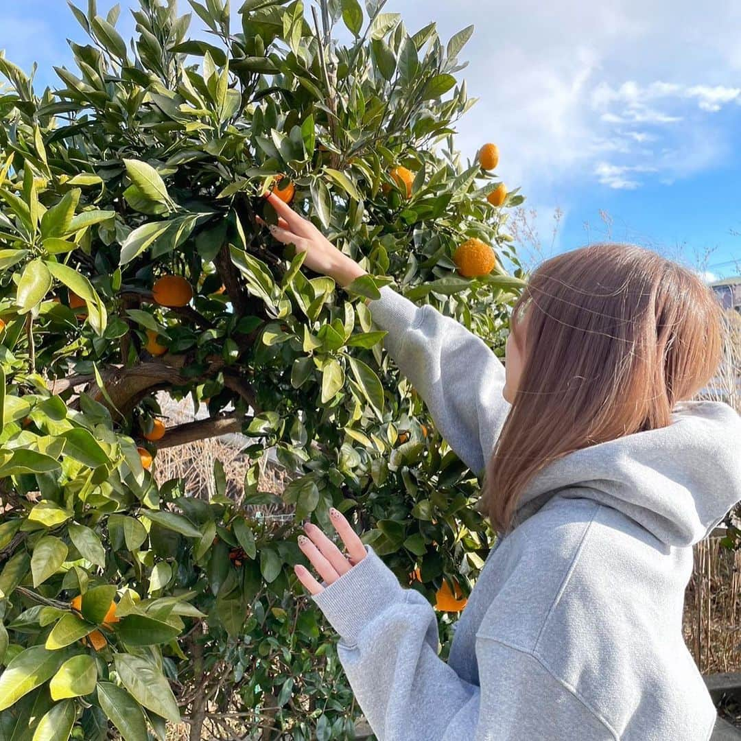 あおいれなさんのインスタグラム写真 - (あおいれなInstagram)「お正月は実家に帰ってました😋🎍🍊 おばあちゃん家でみかん狩りしてたの〜🍊🤍 さて今年もあおいれなをよろしくお願いします₍ᐢ.ˬ.ᐢ₎ #新年 #2023年 #あけおめ #ことよろ #お正月 #帰省 #2枚目の私 #間抜けな顔すぎ　笑笑笑」1月8日 20時28分 - aoi_rena_