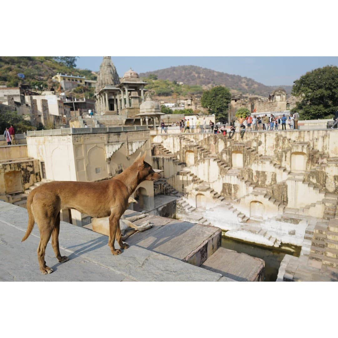 宇賀なつみさんのインスタグラム写真 - (宇賀なつみInstagram)「*  年末年始は、新月が満月になるまで旅をしていました。  社会人になってから最長の連休‼︎ 立場や役割を捨てて、 自分自身になれた貴重な時間でした。  まずはインド北部を巡りました。 今年中国をぬいて人口世界一になると言われていますが、 確かにどこも混み合っていて若者が多い‼︎ 活気の溢れる国でした。  牛や豚や犬や猿や色々な動物が、 バイクやオートリクシャーや高級車に混じって、 その辺をウロウロしているし、 空気が悪くて常に何かのニオイがしているのに、 数日経つと慣れてしまって、 むしろ普段より『生きてる』って感じられる…。  人間とその他の境目がないんですよね。 不自然なのは、 自分の方なのかもしれないと思いました。 　 世界遺産などでも観光客の8割は国内の人で、 外国人を見るのが初めてという人も多いらしく、 たくさん声をかけてくれました。  旅に出ると、人って優しいんだと思える。 素敵な出会いがいくつもありました。  見たことのない景色をもっともっと見てみたい…。 世界中の人と話をしてみたい…。  詳しくはまた【わたしには旅をさせよ】で書きます。  #india  #delhi #agra #jaipur」1月10日 12時25分 - natsumi_uga