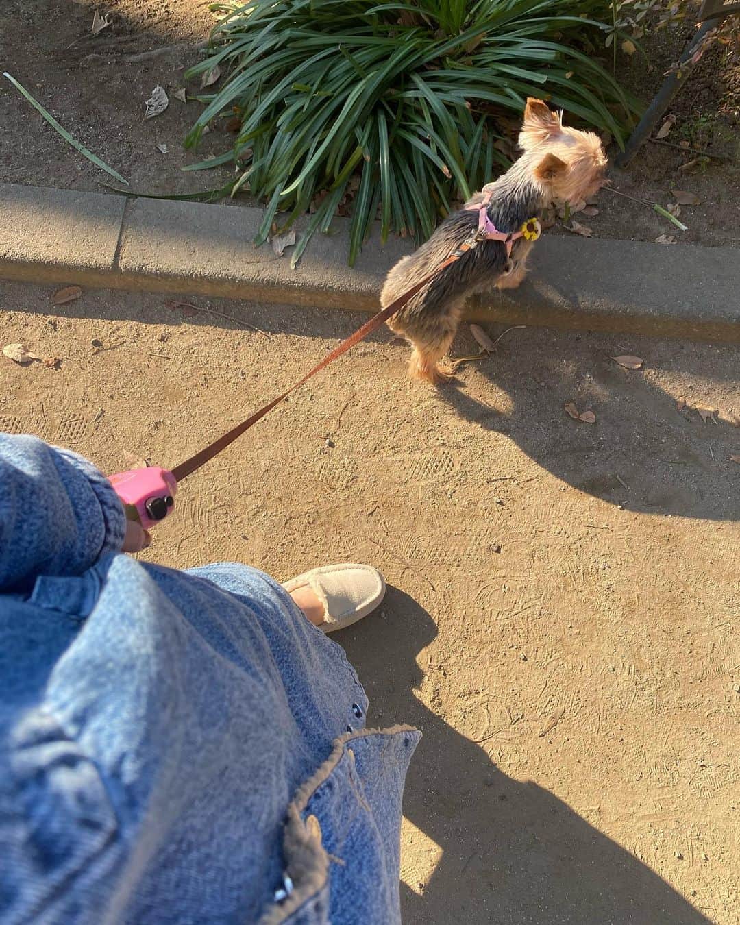 ririさんのインスタグラム写真 - (ririInstagram)「🐕🐕🐕💓 いつもアタシの隣には リボン🎀たんがいるね☺️  可愛い💕💕 これからもたくさんお散歩しようねっ🐾🐕‍🦺  #love #dog #yorkie #ヨークシャテリア」1月10日 14時54分 - riri.ribon