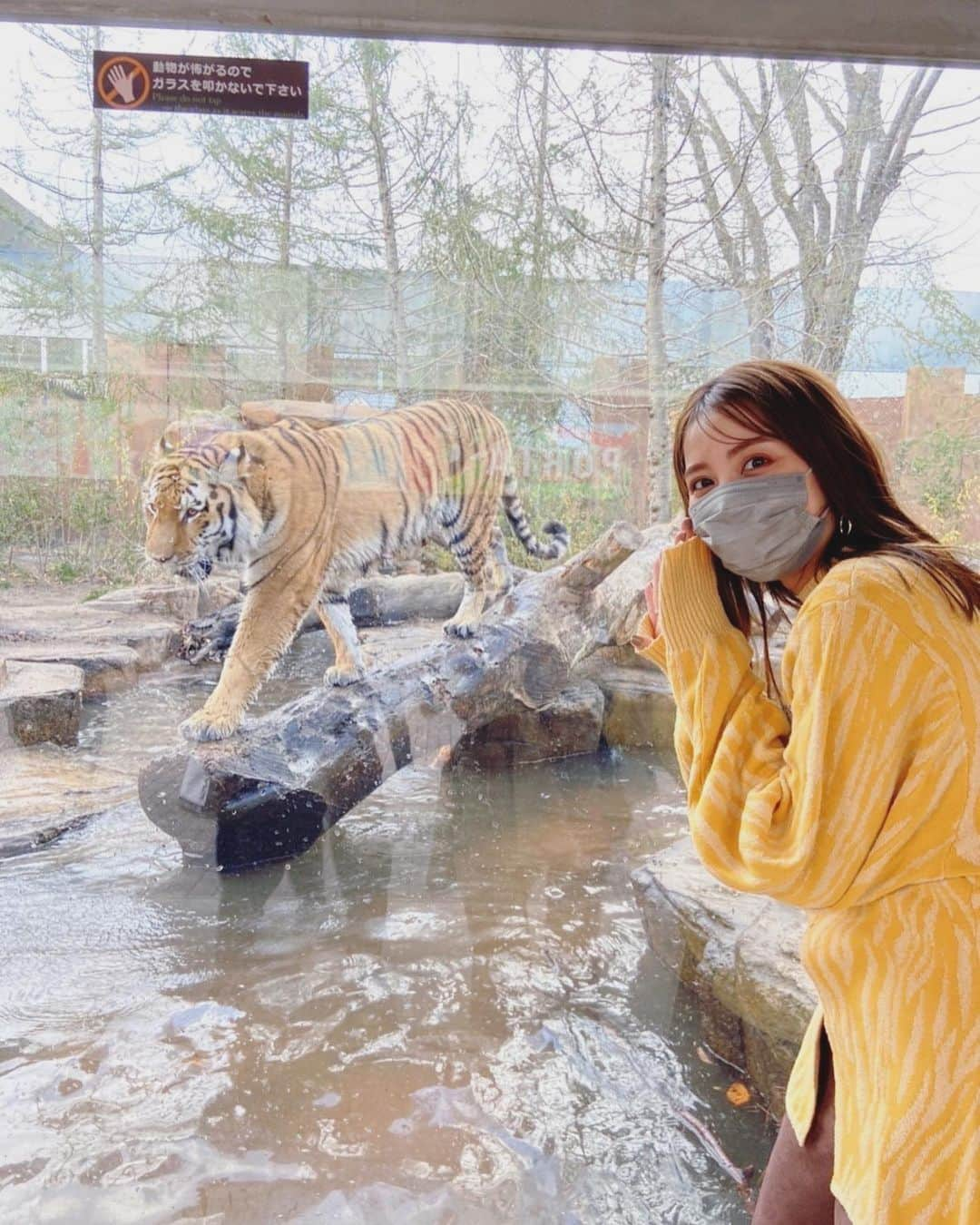 石川恋さんのインスタグラム写真 - (石川恋Instagram)「本日この後19:00〜 TBS系「サンドウィッチマンのZOO-1グランプリ」 2023年絶対見てほしい！イチオシ動物SP❤️‍🔥 今回は我が地元・栃木県にある#那須どうぶつ王国 に行ってまいりました〜〜！ ロケの休憩中もいろんな動物に会いに行って癒されていました🥰 今夜もどうぞお楽しみに！ #ZOO1グランプリ」1月10日 17時04分 - ren_ishikawa