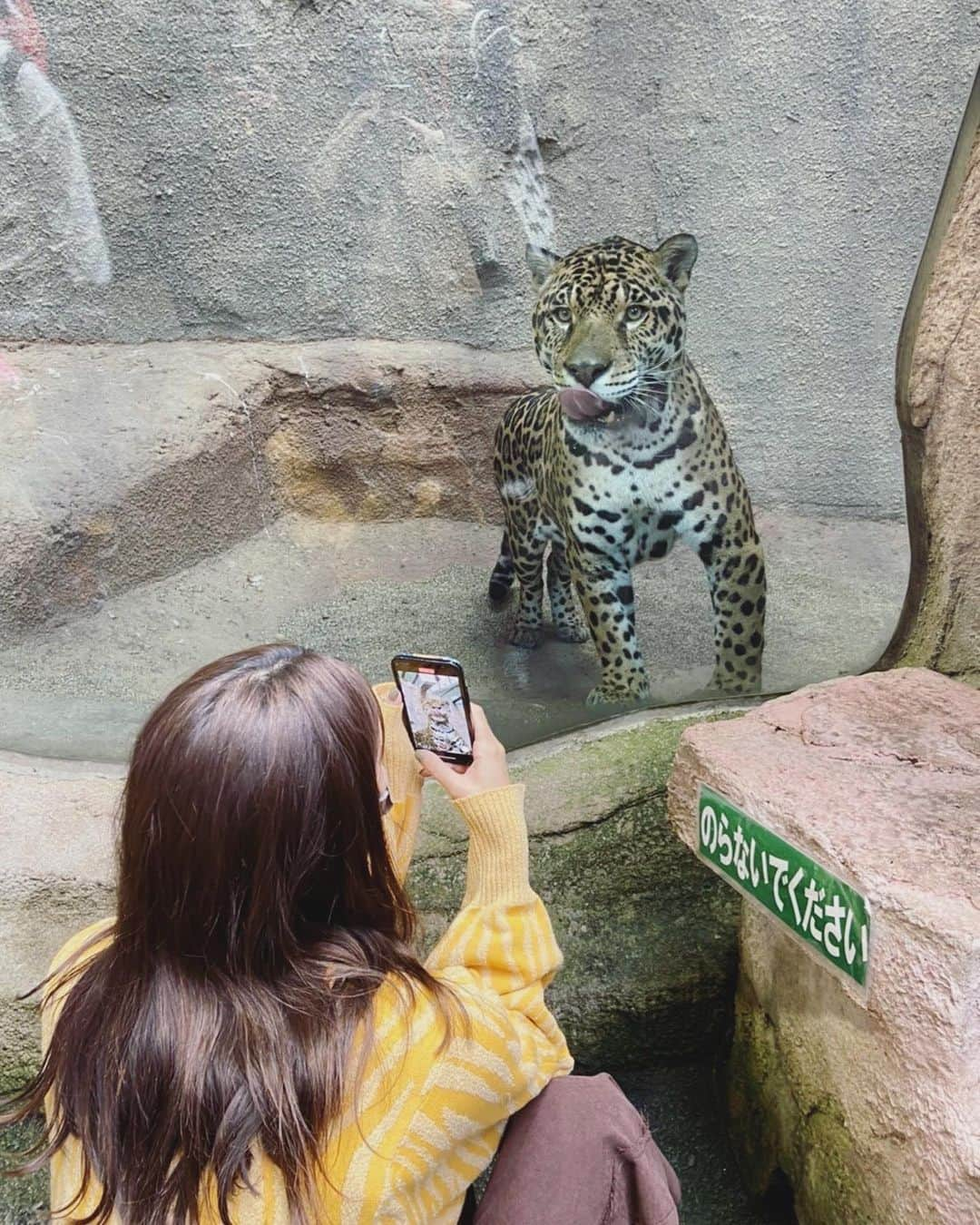 石川恋さんのインスタグラム写真 - (石川恋Instagram)「本日この後19:00〜 TBS系「サンドウィッチマンのZOO-1グランプリ」 2023年絶対見てほしい！イチオシ動物SP❤️‍🔥 今回は我が地元・栃木県にある#那須どうぶつ王国 に行ってまいりました〜〜！ ロケの休憩中もいろんな動物に会いに行って癒されていました🥰 今夜もどうぞお楽しみに！ #ZOO1グランプリ」1月10日 17時04分 - ren_ishikawa