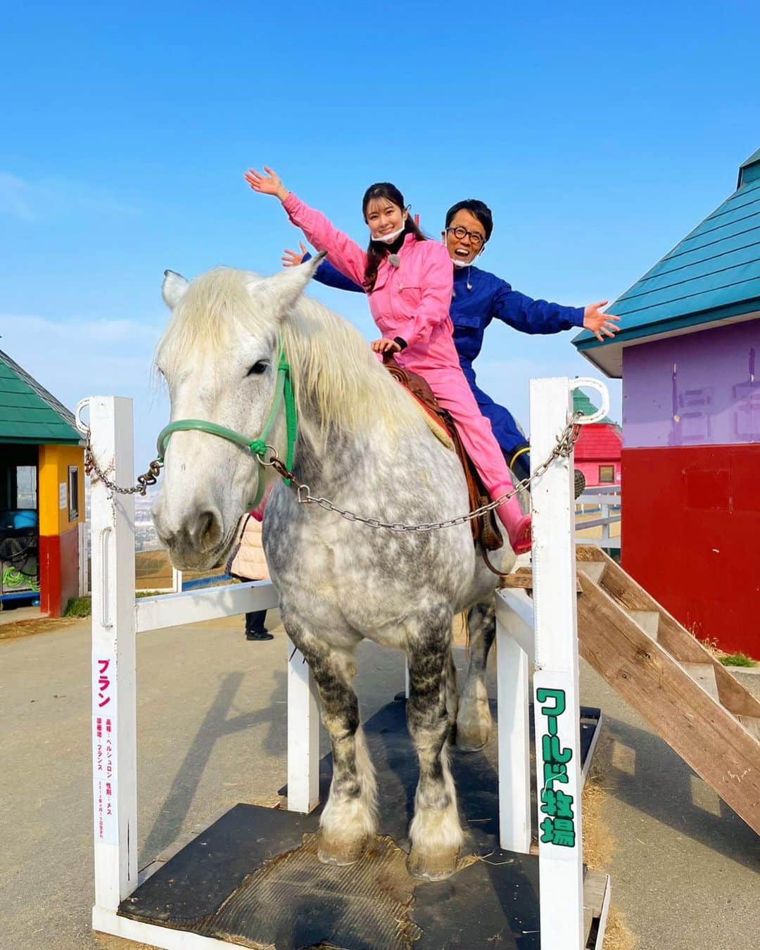 朝日放送「おはよう朝日土曜日です」さんのインスタグラム写真 - (朝日放送「おはよう朝日土曜日です」Instagram)「世界最大級の🐴＆🐰 #写真で見るとめっちゃでかい #生中継#ワールド牧場 #ペルシュロン#ブラン #フレミッシュジャイアント #犬に囲まれるまっすん#わんわん#ダックス  #おは土#おはよう朝日土曜日です#ABCテレビ #増田紗織#ABCアナウンサー #女と男#市川」1月11日 19時10分 - ohado6ch