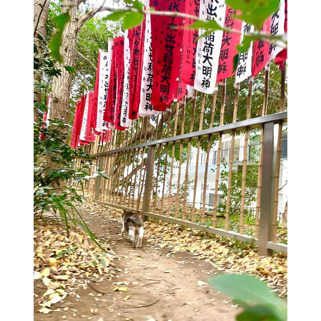 脊山麻理子さんのインスタグラム写真 - (脊山麻理子Instagram)「あけましておめでとうございます♡  代々木八幡宮に初詣に行ってきました♡  境内社、代々木出世稲荷は、 「最強のパワースポット」として評判ということで、参拝♡すると、猫ちゃんが私を誘ってくれました♡これは良いことありそうにゃん  今年も 脊山麻理子と 私の猫神様みるくぽんを どうぞ宜しくお願いします♡  #代々木八幡宮 #代々木出世稲荷 #最強パワースポット #猫神様 #稲荷神社 #狐神様 #御神木 #伊勢神宮 #天照大神 #初詣」1月13日 16時40分 - mariko_seyama_milkpon