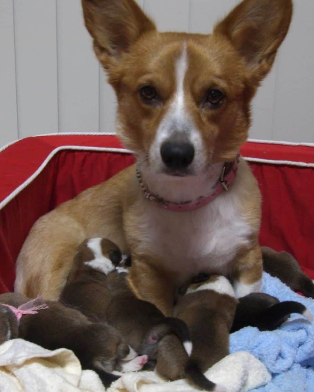 橋本志穂さんのインスタグラム写真 - (橋本志穂Instagram)「今日はブルーの命日。  私の長女「コワン」が 7匹の子を身籠り 6匹がこの世に生を受けた。 3ヶ月、毎日毎日 パピーのお世話を コワンママと一緒に頑張った。 2時間おきの授乳と排泄のため 眠れない日が続いた。 大きな犬小屋スペース作って そこで一緒に寝て、 犬のお母さん代わり。。 次の授乳の時間まで、眠れないから みんなの首輪をビーズで作った。 色の名前を付けてたので それぞれの色の首輪。  みんな、コーギー好きの優しい人たちに貰われていき、 犬の親戚ができた❣️  ブルーは長男。  ブルーとREDiが 黒っぽい子でした。 ブルーは唯一の男の子❣️ 一番おてんばでやんちゃなミリーの後をおって 他の姉妹たちを引っ張ってイタズラしてたなぁ。。  里子に出したみんなと 年に一度、誕生会で集うと 女の子たちに気押されて、ちょっと吠えて飼い主さんに叱られて シュンとしてた。  ブルーさん あなたが虹の橋へ行ってしまったの、 みんな知らなかった。 他の子はみんな 通夜や葬儀に行けたけど 寂しい思いで旅だったんじゃないかな、、 だけどきっとコワンが いち早く君をみつけて フランと一緒にお迎えしたね。 その後、REDiもヌーイもナナも 後を追うようにバタバタといってしまったけど 長女のミリーが みんなの分も頑張ってるよ❣️ ミリーのパパママからいただいた美味しいケーキを食べながら ブルーを偲ぶ午後。  涙が止まらないほど 私、幸せだったんだな。  コワン、 たくさんの幸せをありがとう❣️ もう少し 待っててね  #コーギー #最愛の我が子たち #corgi #命日」1月14日 15時40分 - shihohashimoto3