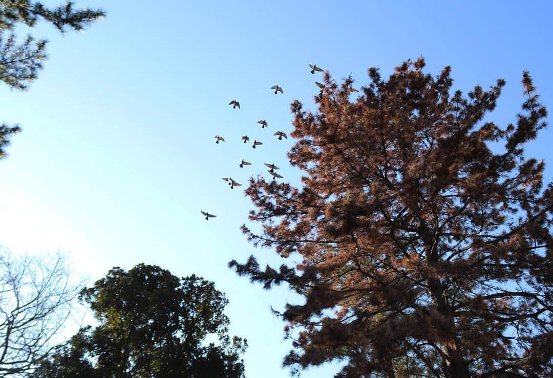 前野えまさんのインスタグラム写真 - (前野えまInstagram)「おもむろに顔を上げると 一面の空の青  I saw a flock of birds flying aloft. ・ ・ #何気ない瞬間を残したい  #ノスタルジーな瞬間を  #青空の下  #日常の風景  #19歳   #sceneryphotography  #skyphotography  #naturephotography  #birdphotography  #bluesky  #nineteen  #girlportrait #actress #actor #girl #photography #portrait #japanesegirl #portraitphotography #daily_phot_jpn #japan_daytime_view」1月15日 8時40分 - maeno_ema