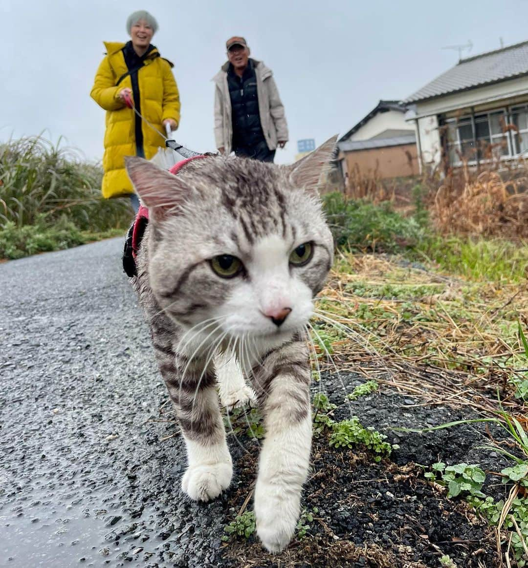 Nyankichi Noranekoさんのインスタグラム写真 - (Nyankichi NoranekoInstagram)「スイス🇨🇭のジュネーブを拠点にご活躍されているプロピアニストのSaya Hashinoさん @saya_hashino.official がニャン吉とニャン吉ファミリーに会いに来てくださいました😸  #猫 #cat #고양이 #แมว #貓 #кошка #qata #chat #ニャンスタグラム #gato #catsofinstagram #ねこ部 #旅猫 #cats #ニャン吉 #猫写真 #ねこ #seekor #ネコ #kitty #catlover #kucing #kucinglucu #猫好き #猫好きな人と繋がりたい #ピアニスト #オルガニスト #スイス #ジュネーブ #パトロール」1月15日 19時04分 - noraneko_nyankichi