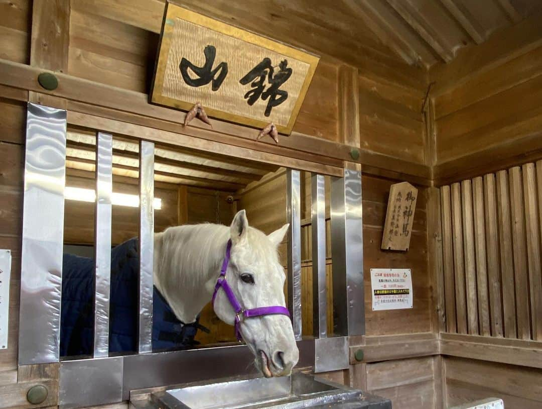 島津咲苗さんのインスタグラム写真 - (島津咲苗Instagram)「上げ馬神事で有名な 三重県桑名市にある「多度大社」へ。 天照大御神の御子神、天津彦根命(あまつひこねのみこと)が祀られていて、伊勢神宮とも関係が深いそう。  坂を上がると出迎えてくれる白馬。 1皿100円で購入できるにんじんをあげると、嬉しそうに食べていました😊  少し遅くなってしまいましたが #しあわせ祈願 してきました。 今年も笑顔で暮らせますように♪ . . . #三重県 #桑名市 #多度町 #多度大社 #三重観光 #島津咲苗 #多度大社🐴 #白馬 #メーテレ #アナウンサー」1月15日 19時09分 - sanae_shimazu