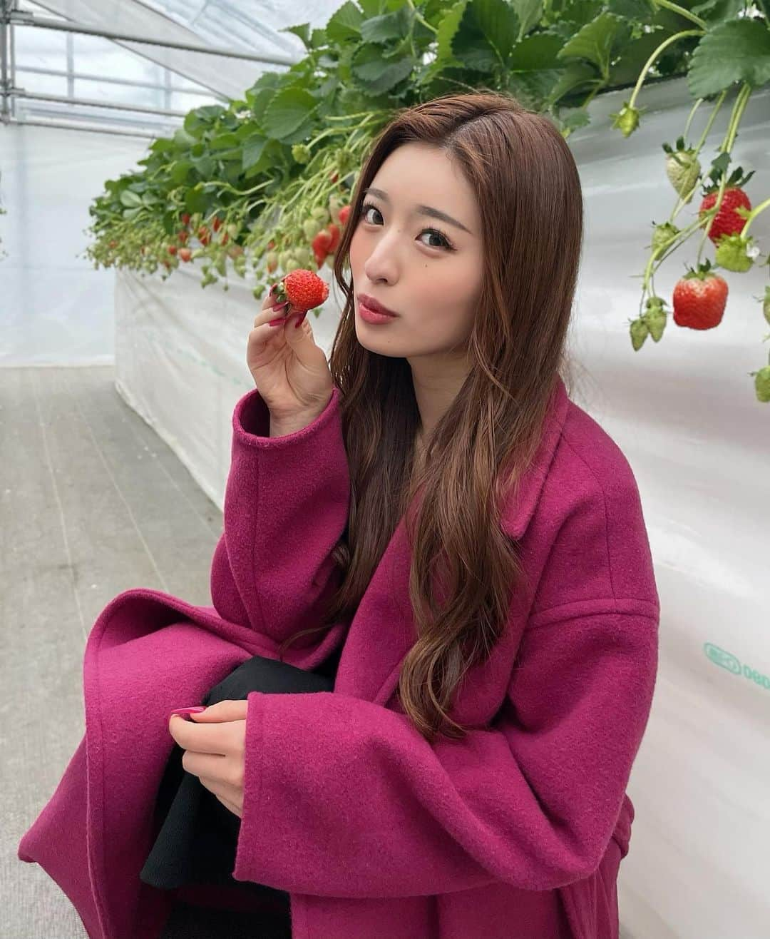 MIYABIさんのインスタグラム写真 - (MIYABIInstagram)「苺の季節だね🍓💖  農薬を一切使ってないから、そのままペロリ😋  酸味もなくて美味しかったぁ🫶  @strawberryfarm_luana_2021 さんありがとう御座いました🙏  #いちごがり🍓  #サイバージャパン」1月16日 22時41分 - cjd_miyabi