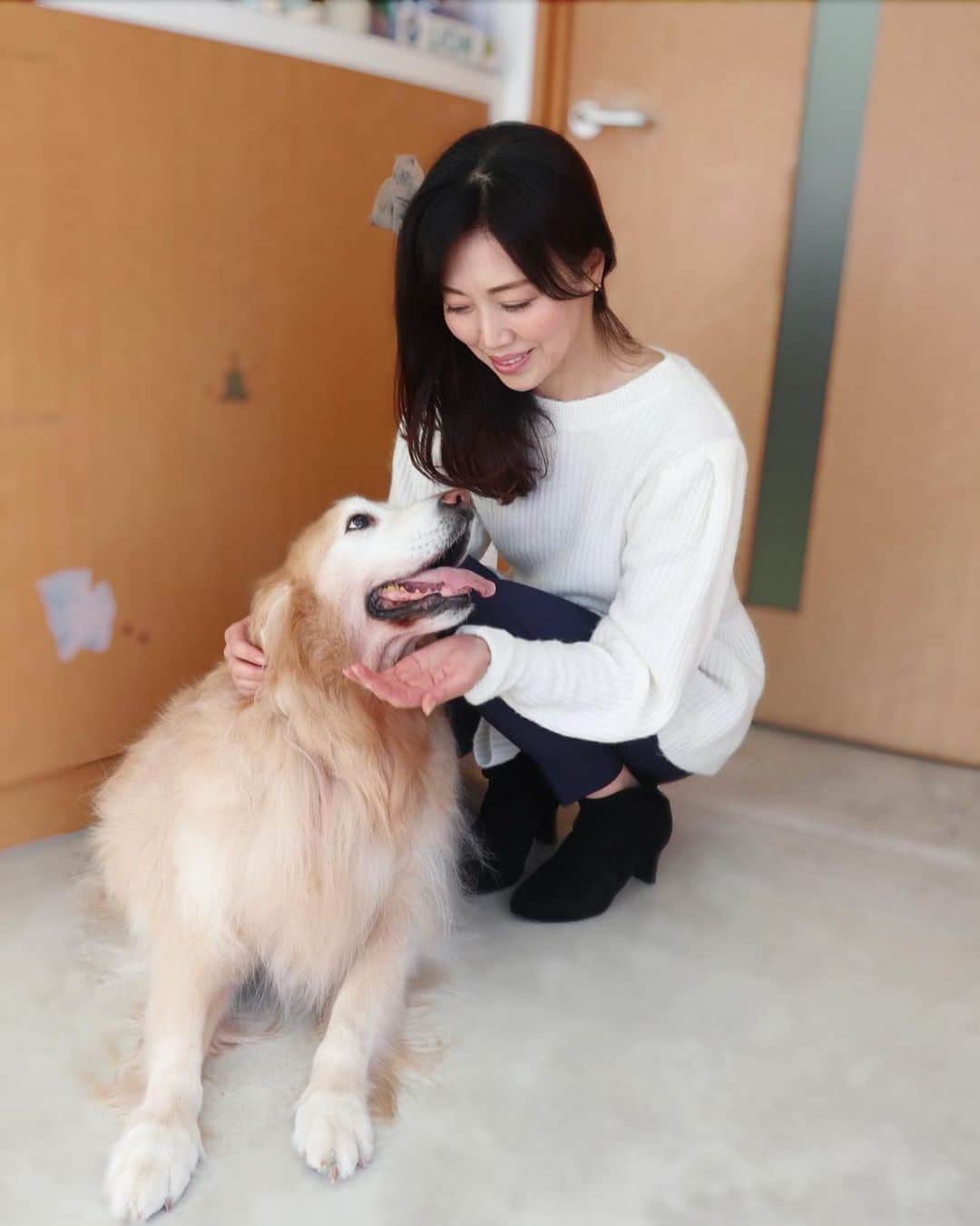 ImotoEtsuyo さんのインスタグラム写真 - (ImotoEtsuyo Instagram)「#おはようございます ・ #愛犬 ココア　 #健診 と #シャンプー #トリミング へ。 ・  もうすぐ12歳になりますが 食欲もあり元気です。 ・  ・ #ありがとう #ゴールデンレトリバー  #goldenretriever  #シニア犬  #癒し  #11歳 もうすぐ　#12歳  #女の子  #dog  #doglover  #わんこ  #癒し犬  #大型犬のいる生活  #大型犬のいる暮らし」1月17日 9時21分 - bisuhada