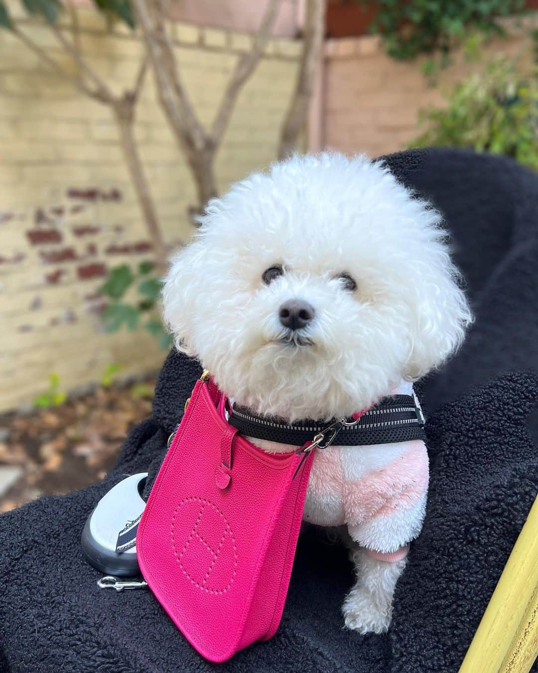 濱野りれさんのインスタグラム写真 - (濱野りれInstagram)「Her name is Blanc. She is 5 years old and has an older brother. She believes that It's her job to protect her big brother🥷✨  今日の主役はブランちゃん💗 ブランちゃんは女の子なのにおてんばです。お兄ちゃんを守るために日々警戒をおこたりません でも顎が小さくて硬いおやつは噛みきれないの😔本当はお兄ちゃんの方が強いのかも、、  #bichonfrise #bichonfrisé #bichonsofinstagram #caffemichelangelo #versace #alexandermcqueen #evelyn #hermes #わんことお出かけ #ビションフリーゼ #わんこokカフェ #バケットハット #バケハ」1月17日 13時12分 - riregram