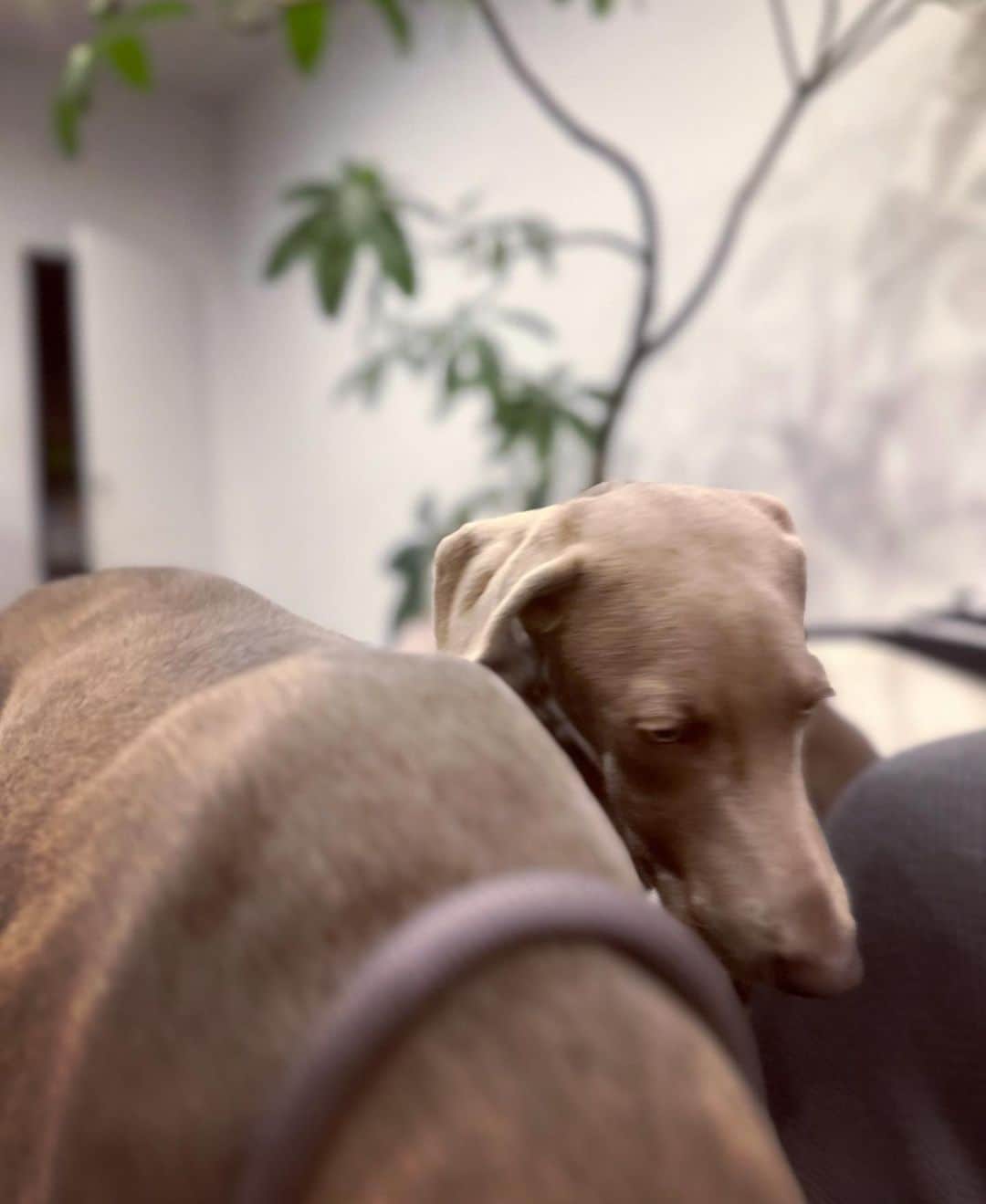 鈴木六夏さんのインスタグラム写真 - (鈴木六夏Instagram)「🐕🤎🦮  顔くっつけ合って 父さんの動きをひたすら追いかける😂 かわえぇのぉぉ  #B&P #dog #waimaraner #pitbull」1月17日 22時34分 - rikuka.62