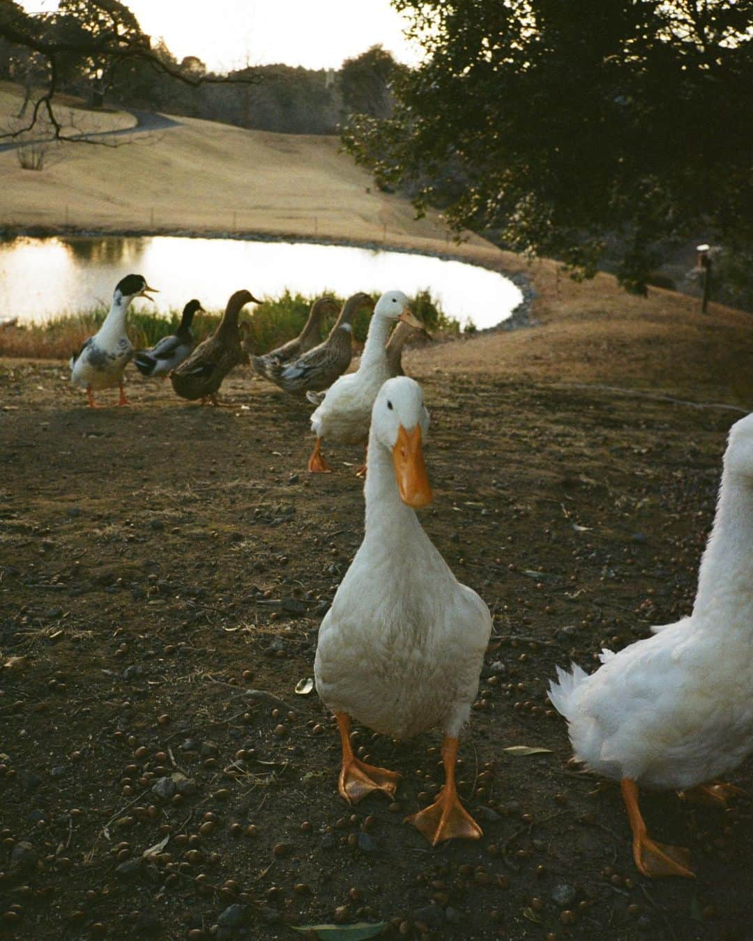 新木優子さんのインスタグラム写真 - (新木優子Instagram)「あらきあるき　鹿児島♡  #filmphotography」1月17日 23時02分 - yuuuuukko_