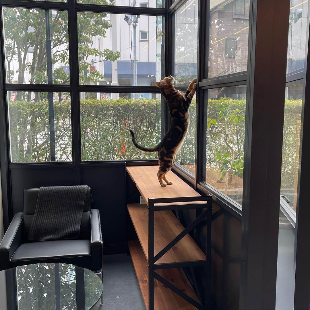 三浦瑠麗さんのインスタグラム写真 - (三浦瑠麗Instagram)「ねこねこシリーズ。 オフィスで闊歩しております。」1月18日 10時40分 - lullymiura